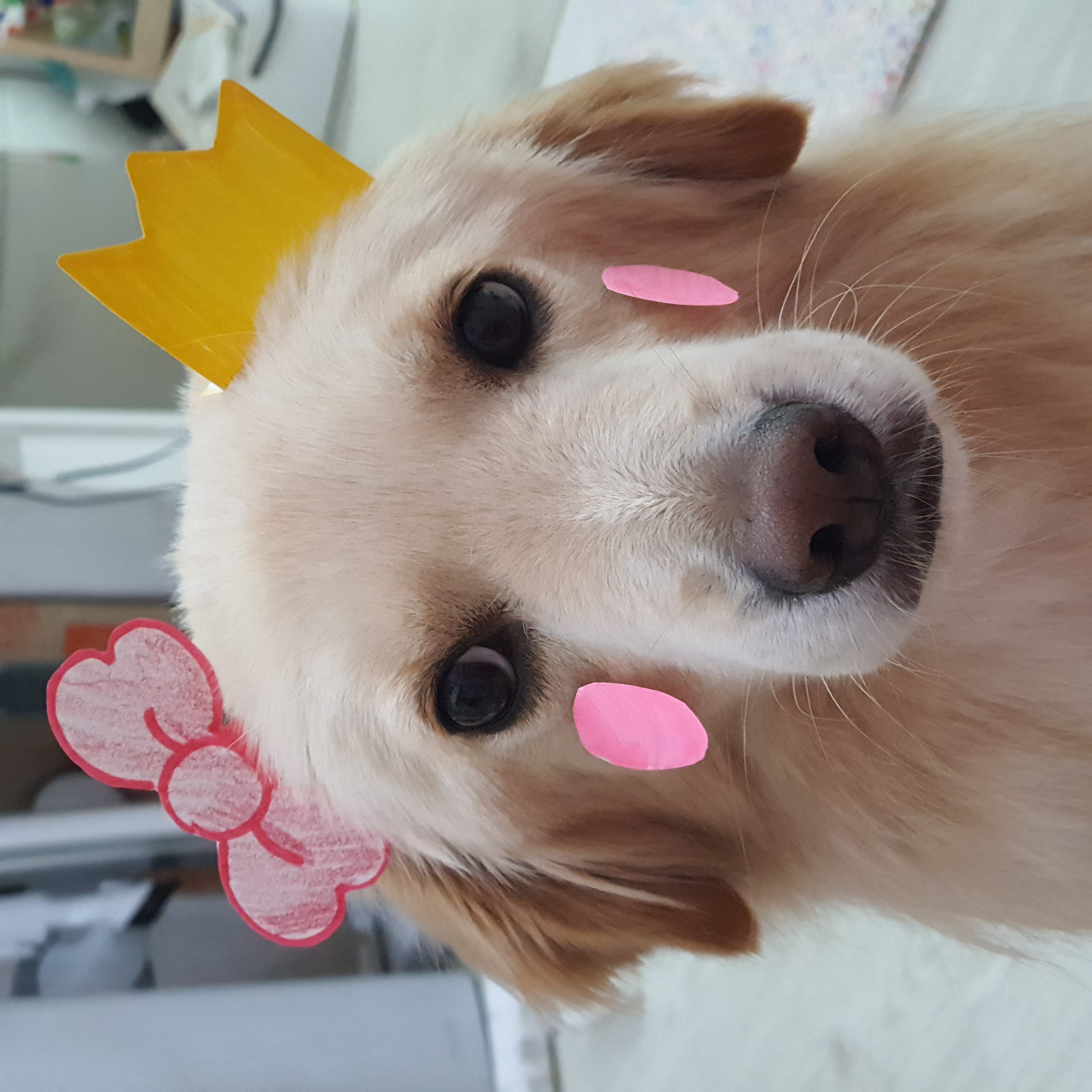 자몽이(구 육콩이)와 함께한 3개월