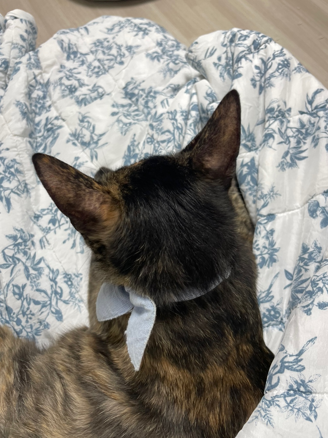 미쯔(고롱이) 와의 1 month