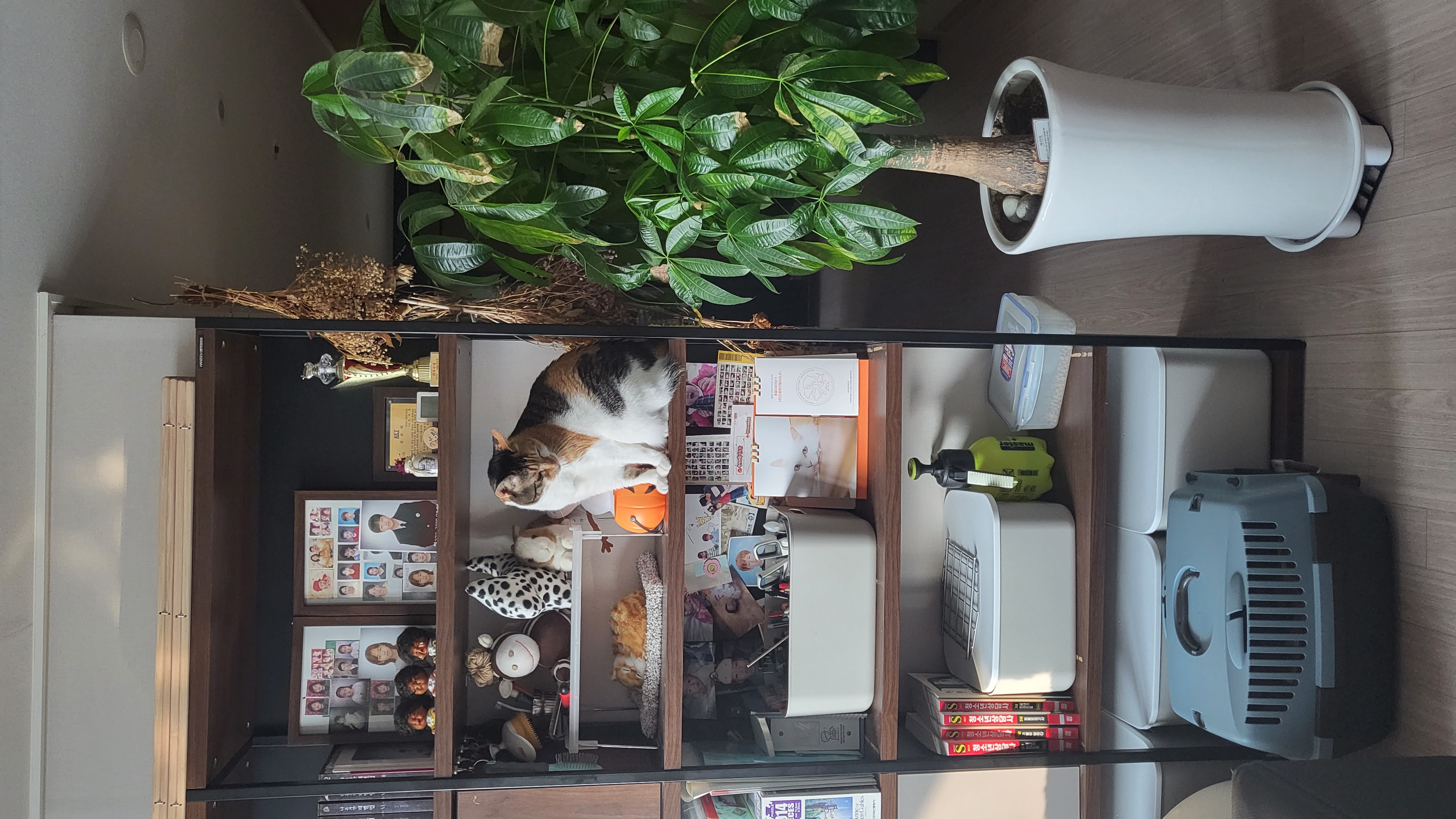 귀욤이 뽀얌이 3년