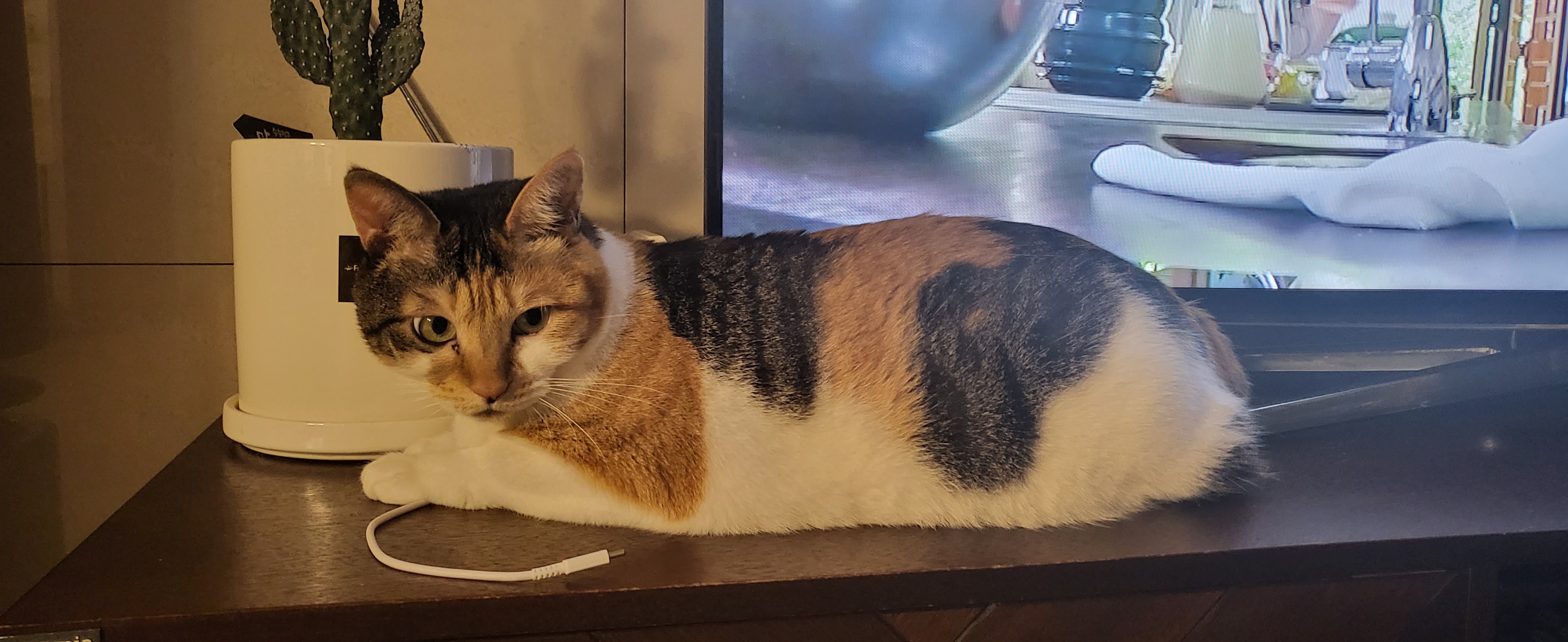 귀욤이 뽀얌이 3년