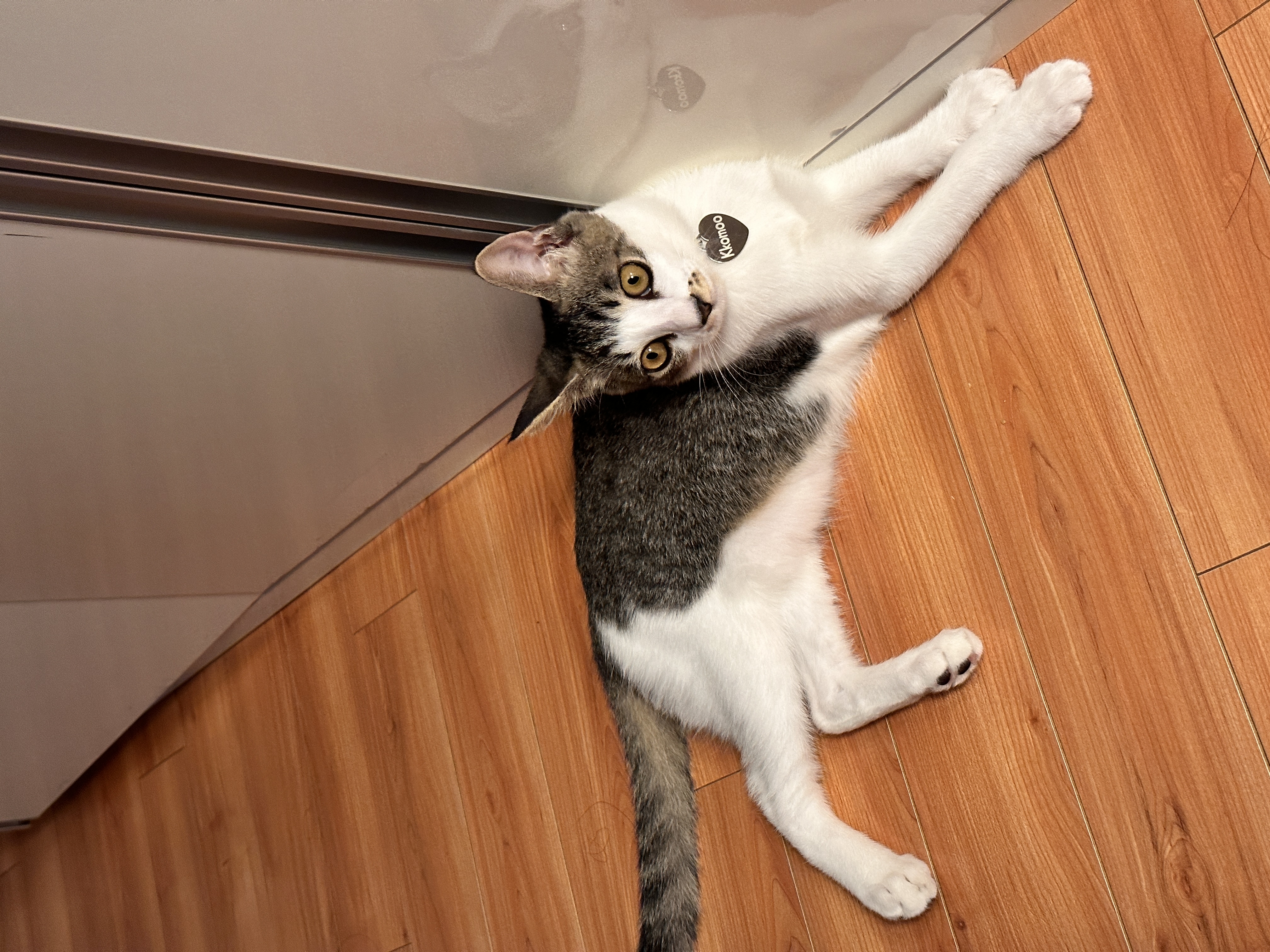 꼬무(동자연_유노)와 함께 한 30일