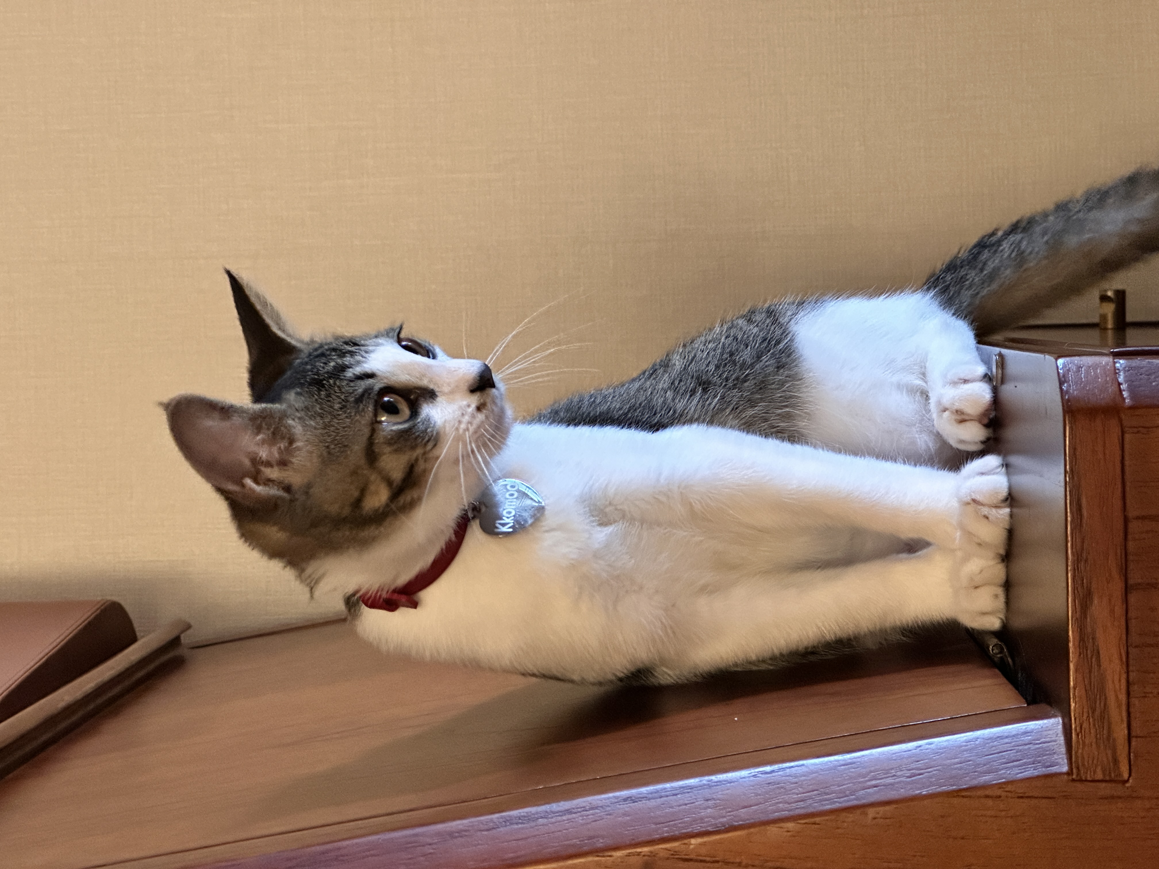 꼬무(동자연_유노)와 함께 한 30일