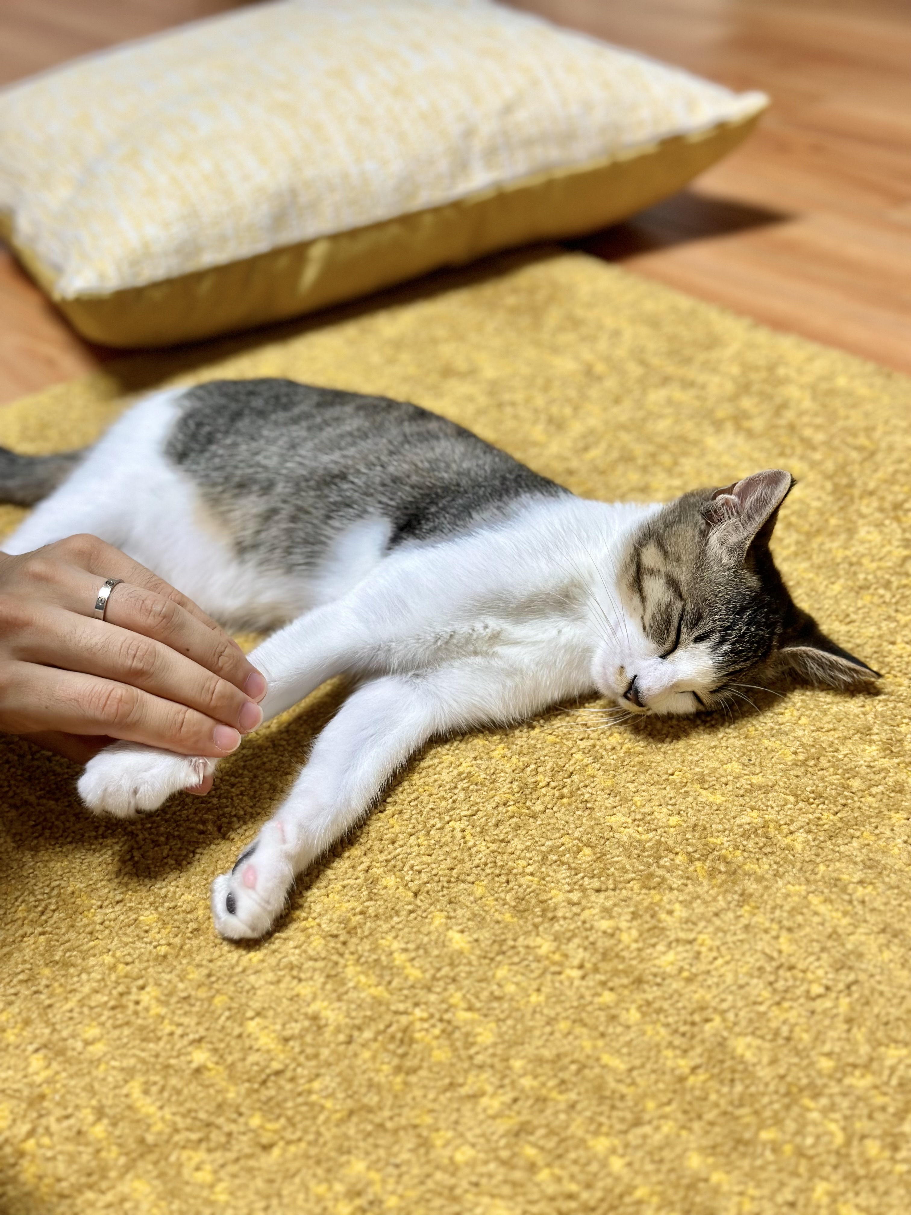 꼬무(동자연_유노)와 함께 한 30일