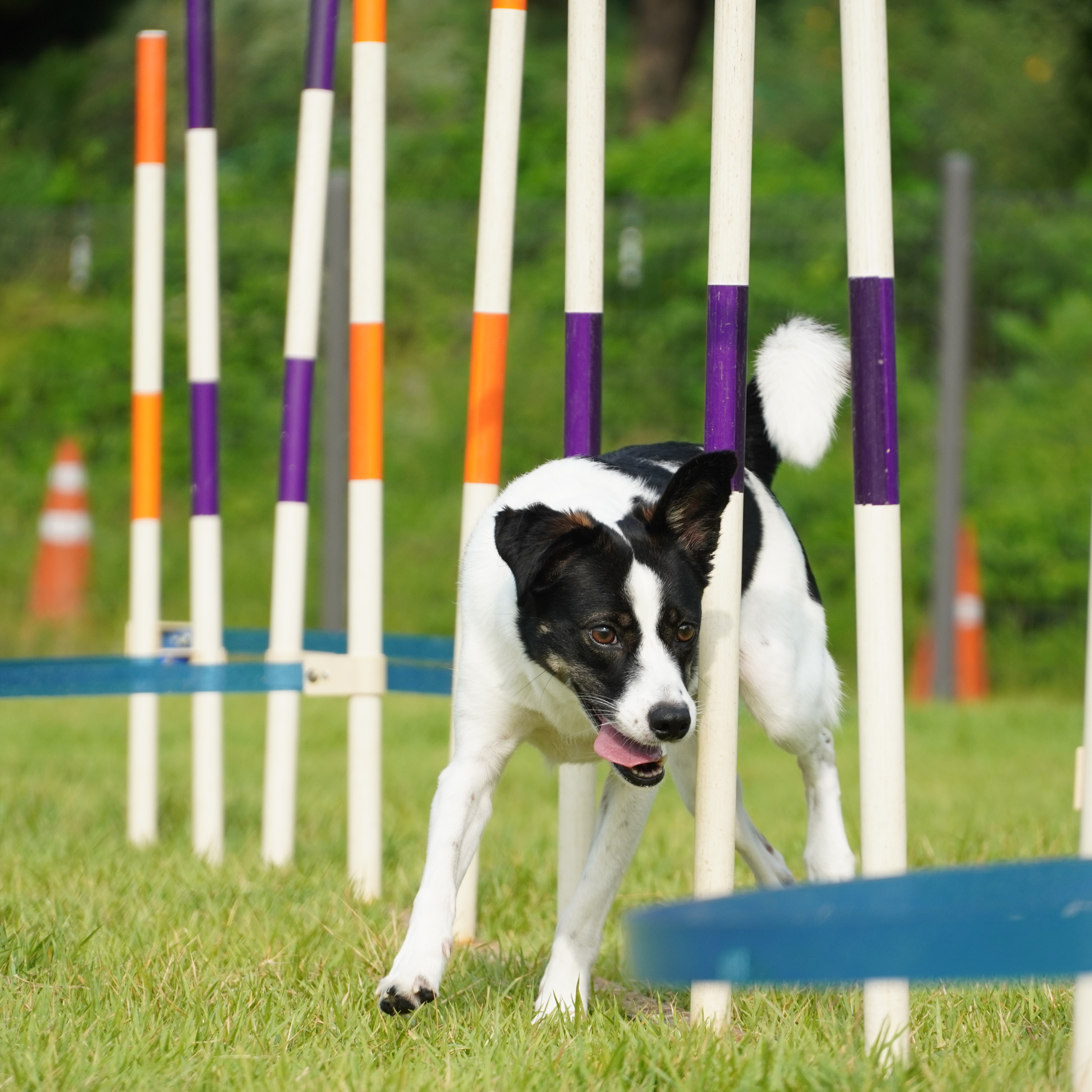 구 멍순 현 벼루 입양 3년차!