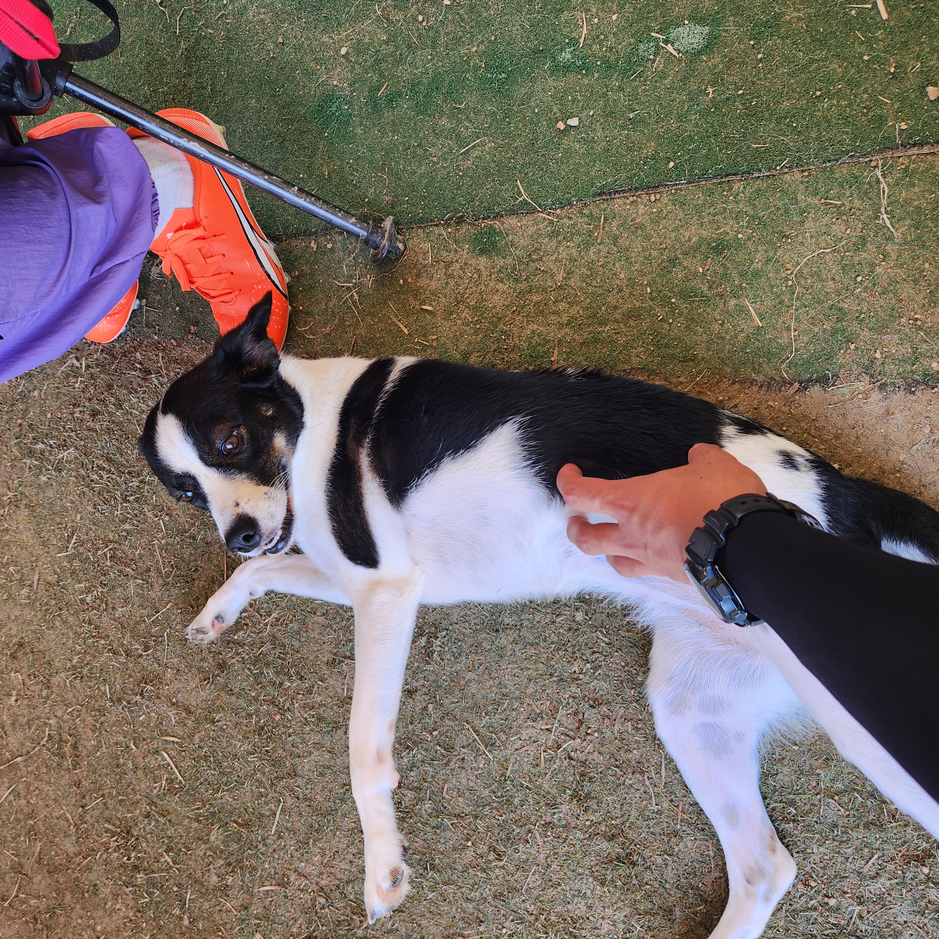 구 멍순 현 벼루 입양 3년차!