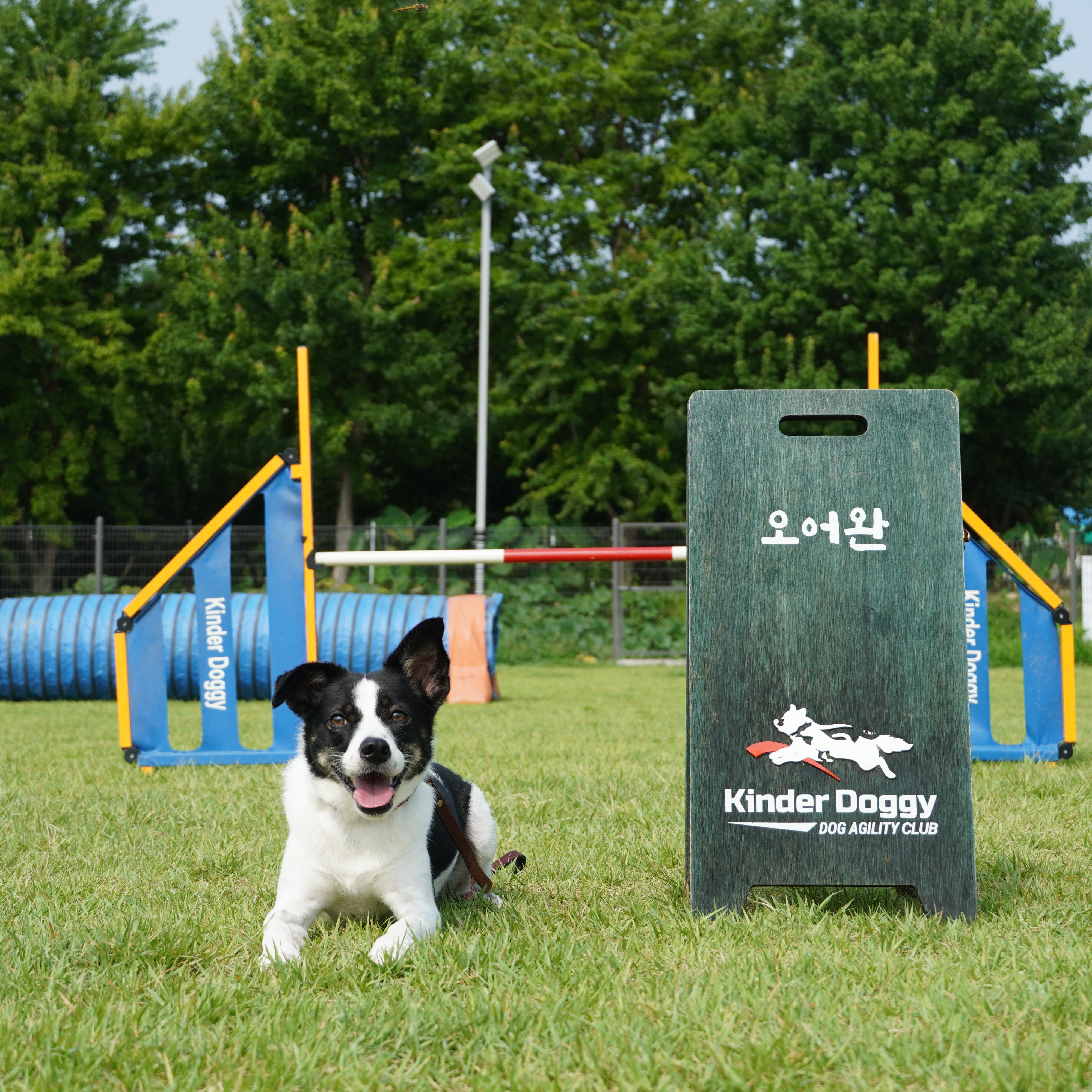 구 멍순 현 벼루 입양 3년차!