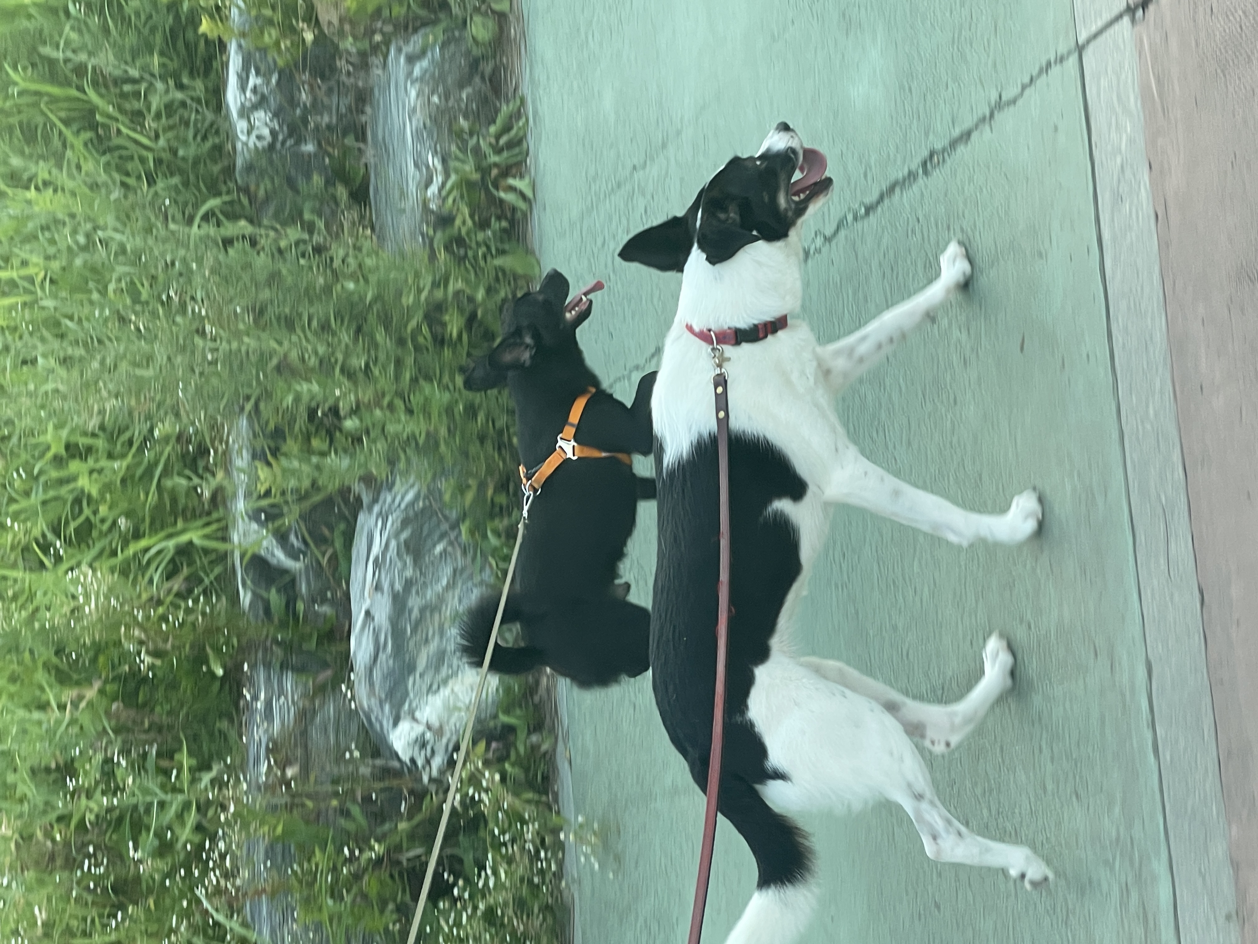 구 멍순 현 벼루 입양 3년차!