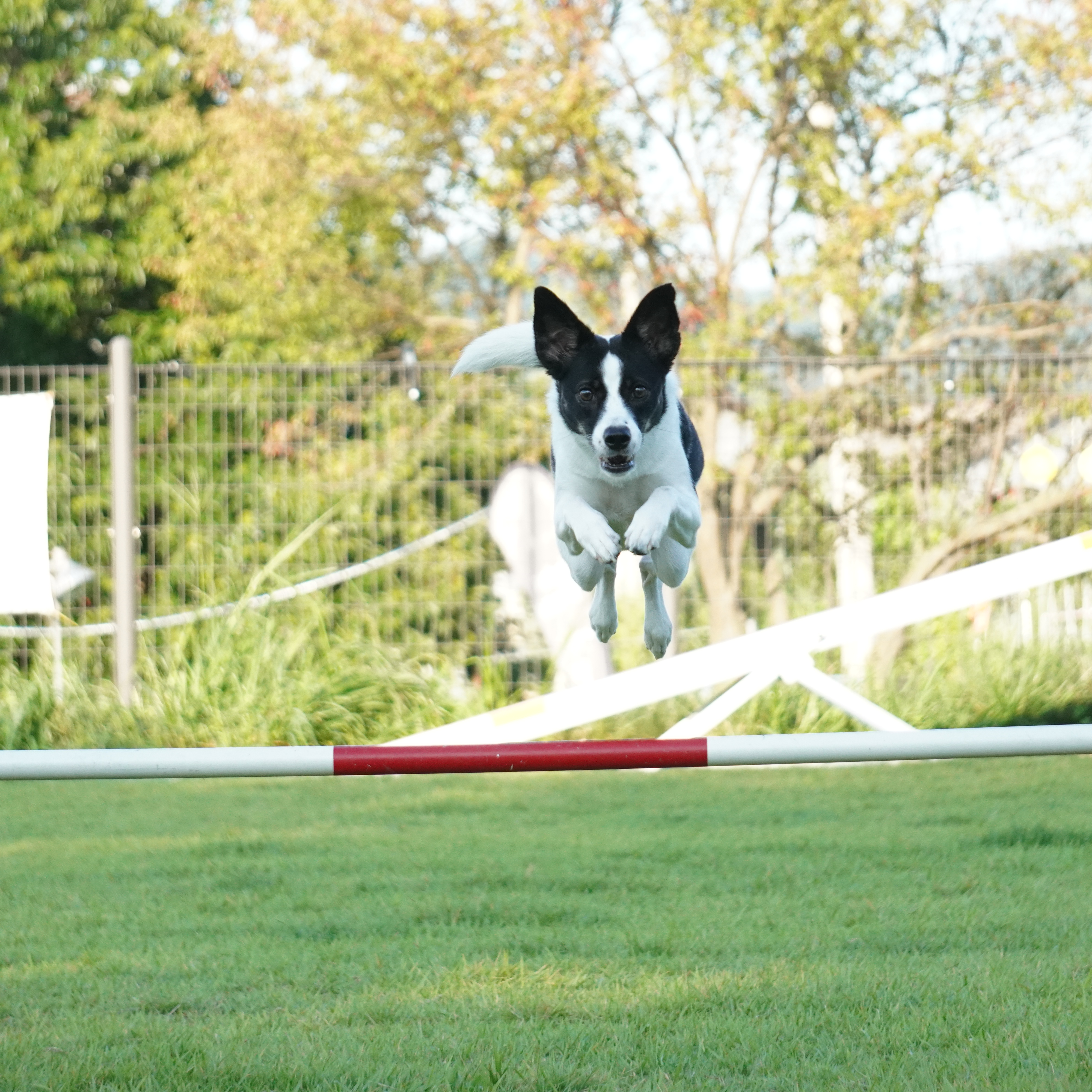 구 멍순 현 벼루 입양 3년차!