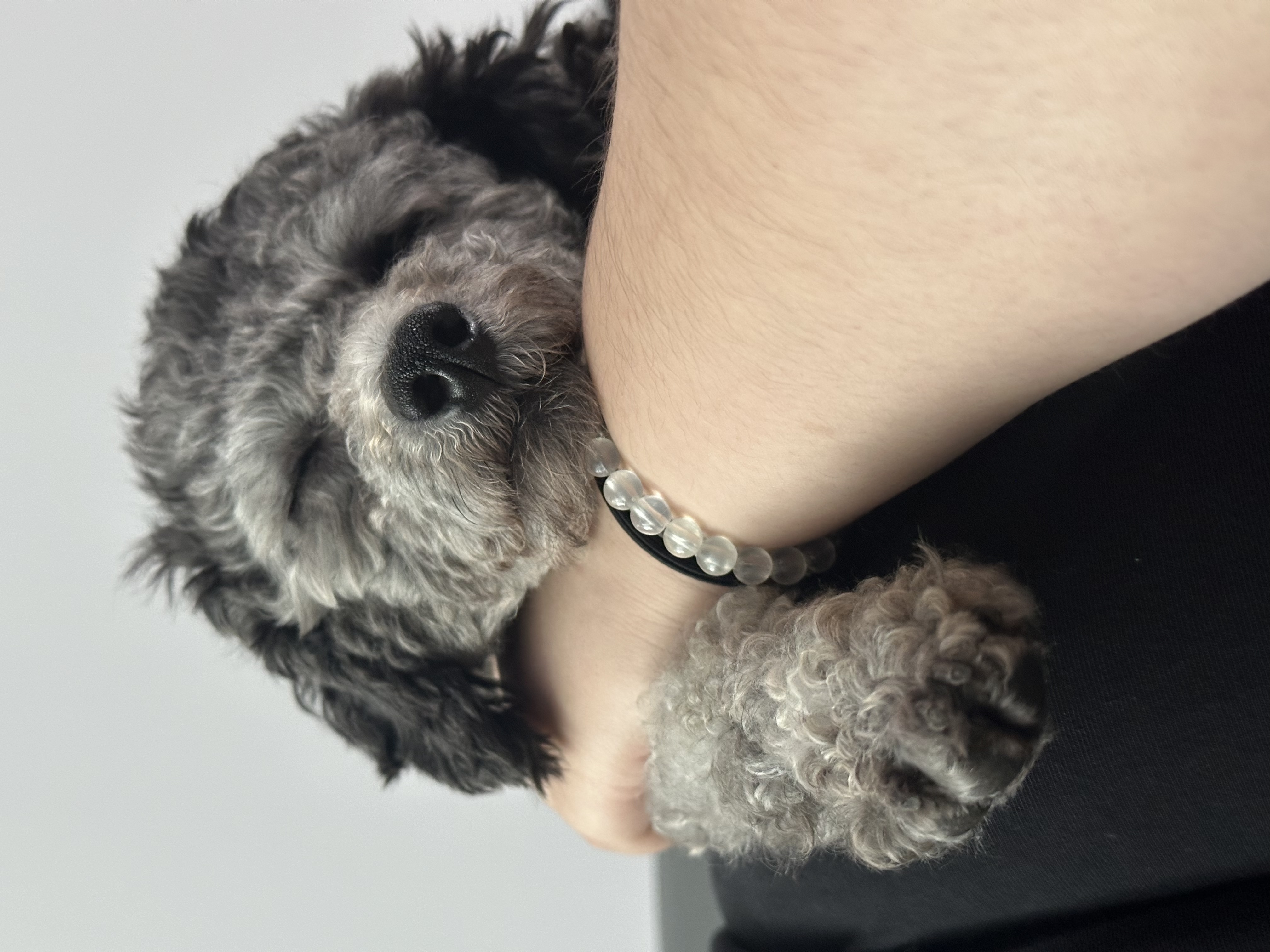 보미 입양 한달차