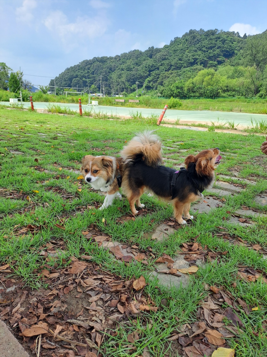 달래(해도) 입양후기