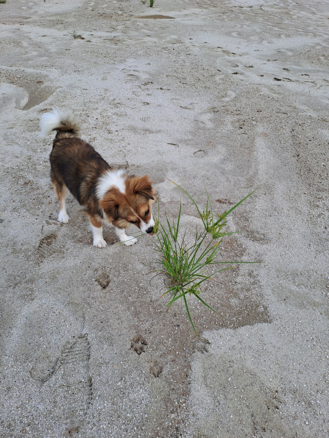 달래(해도) 입양후기
