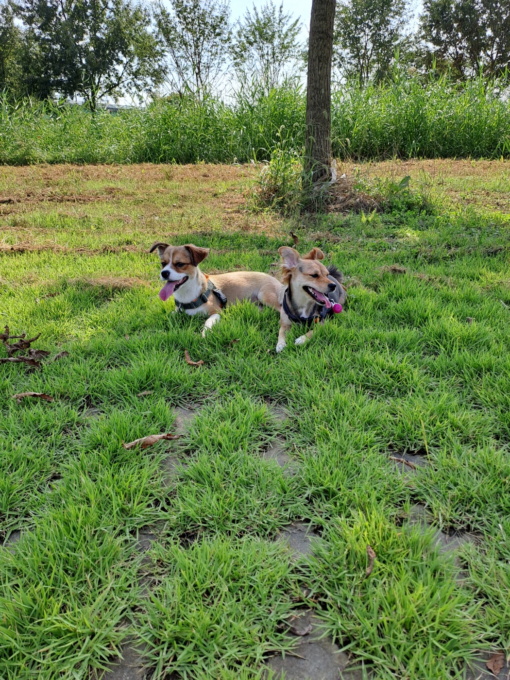 달래(해도) 입양후기