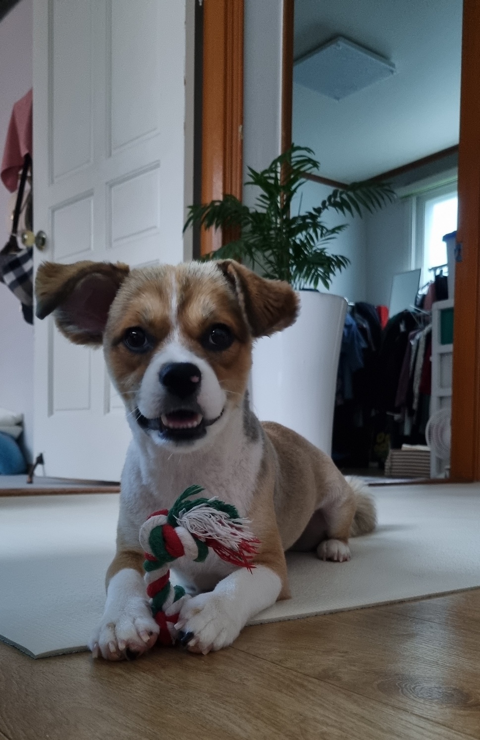 달래(해도) 입양후기