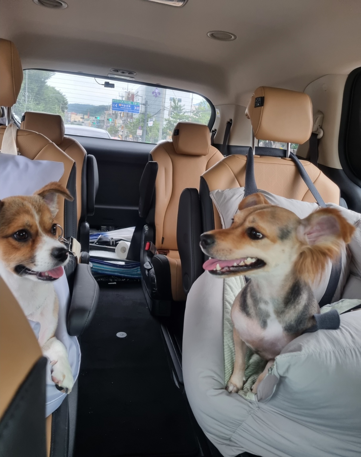 달래(해도) 입양후기