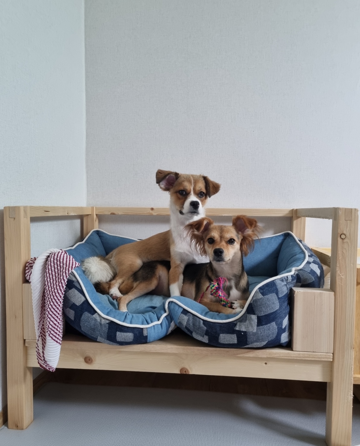 달래(해도) 입양후기