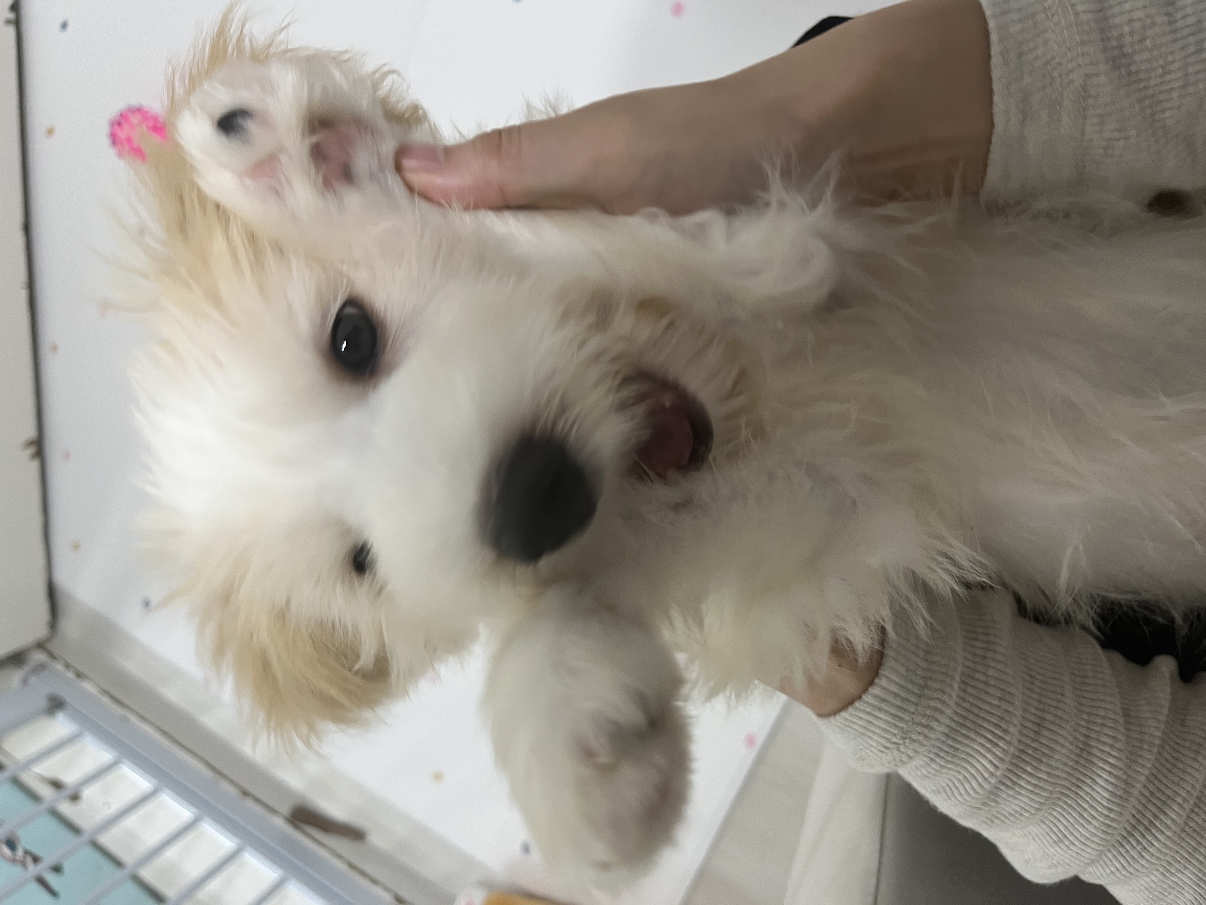 강빛이에서 트리로 