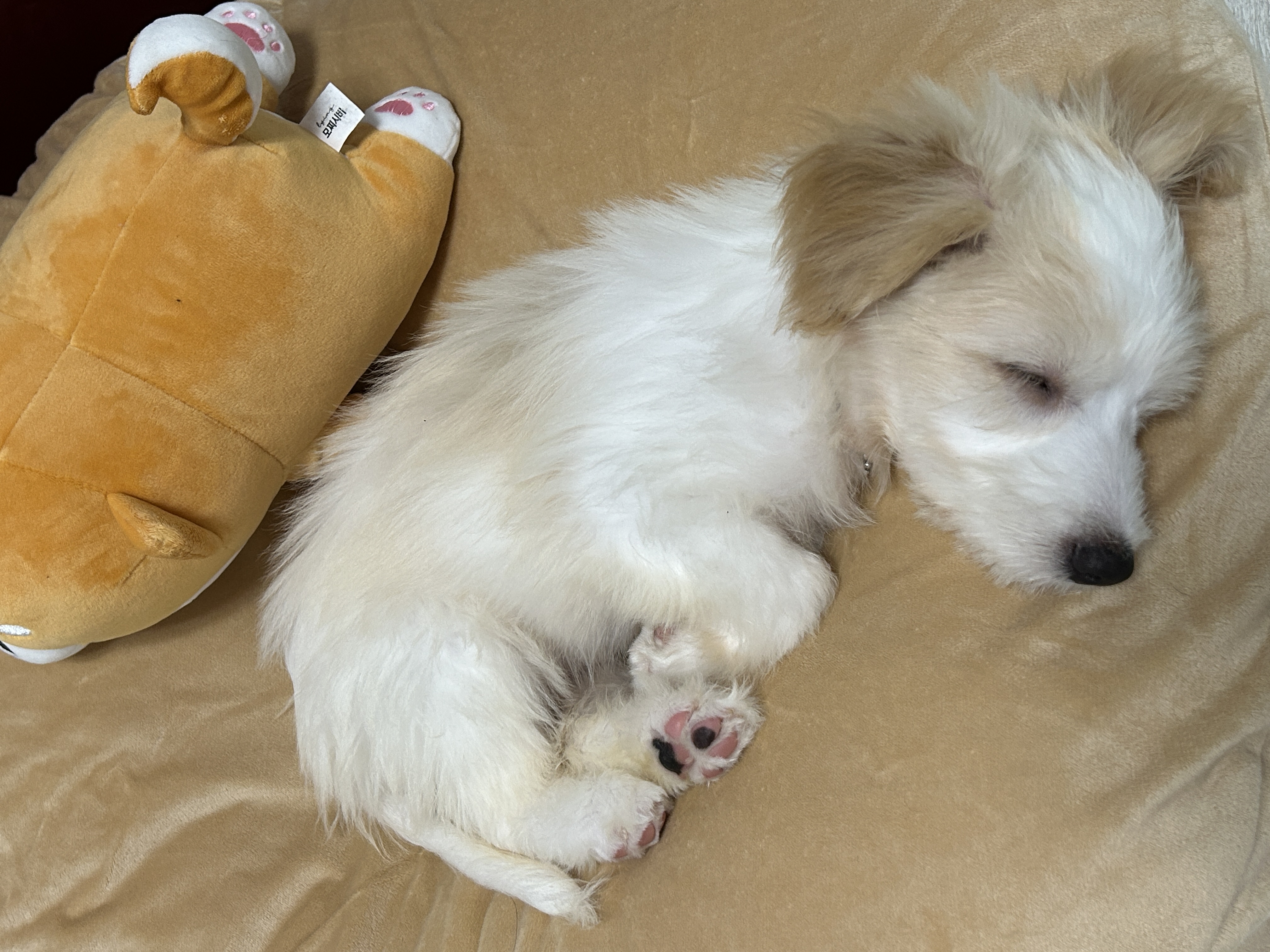 강빛이에서 트리로 