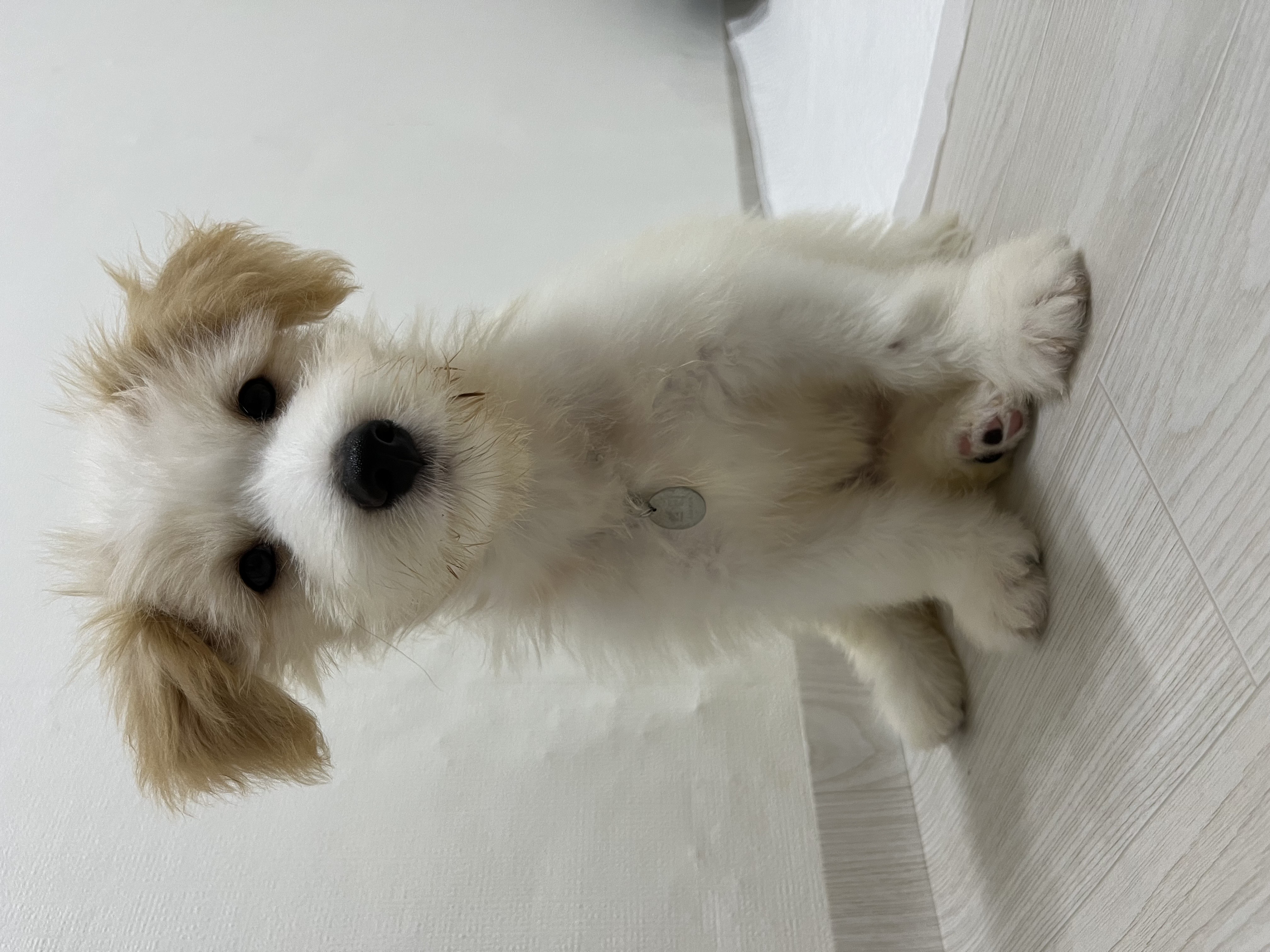 강빛이에서 트리로 