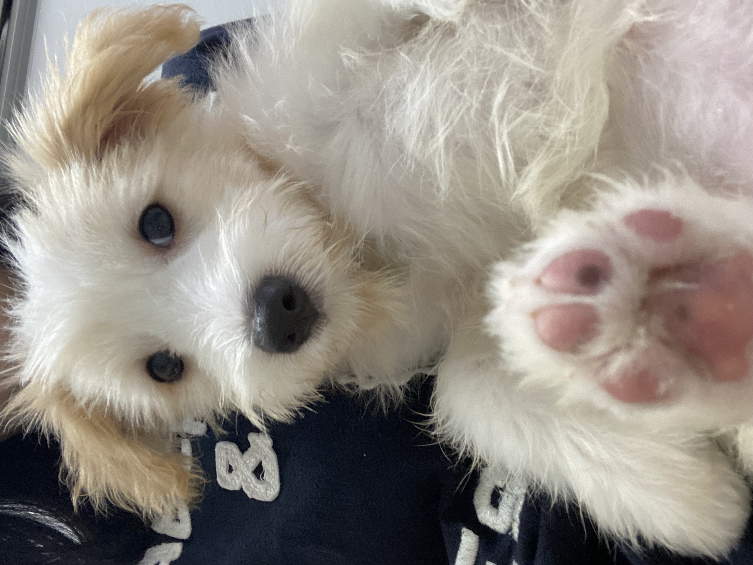 강빛이에서 트리로 