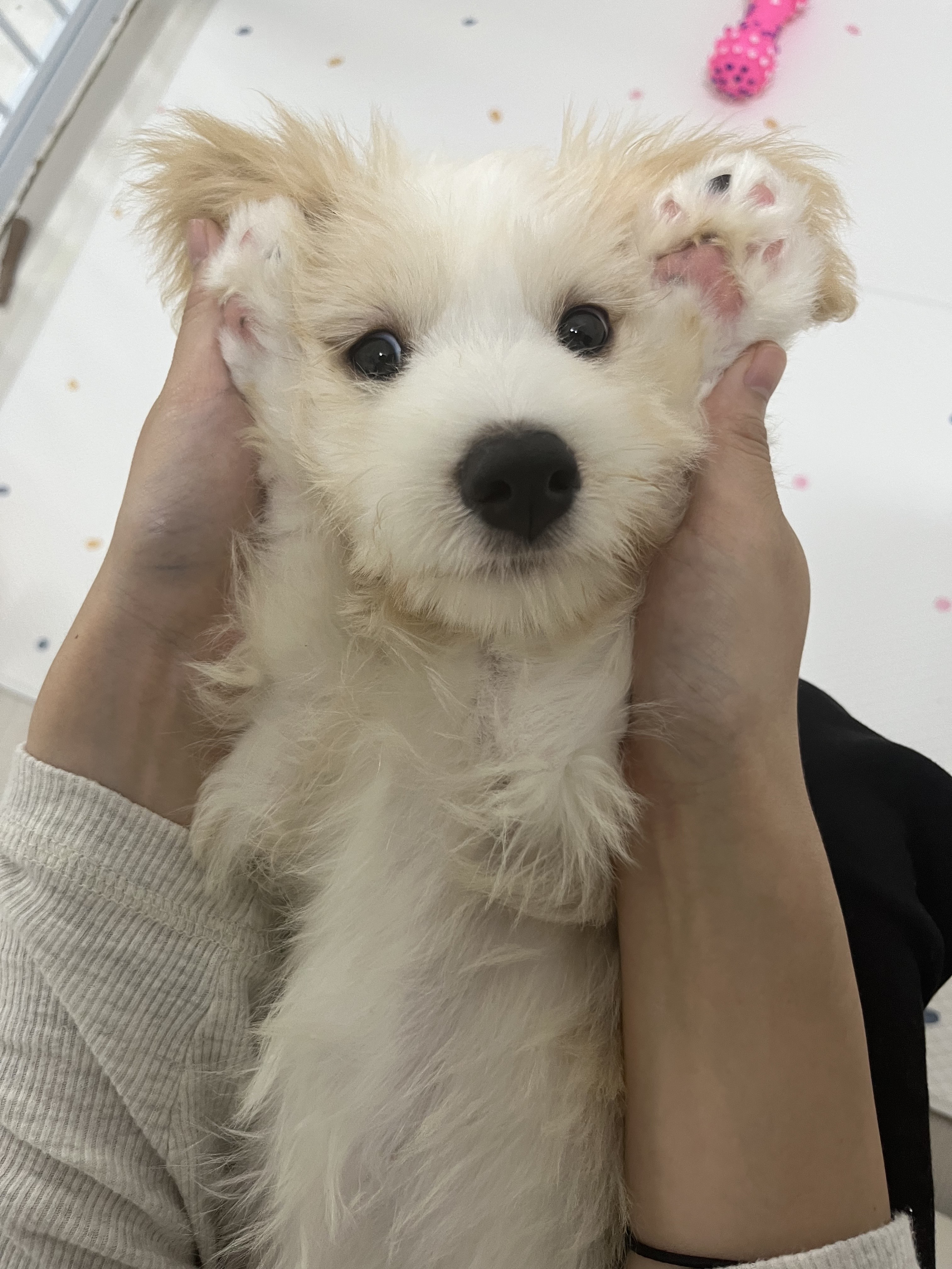 강빛이에서 트리로 