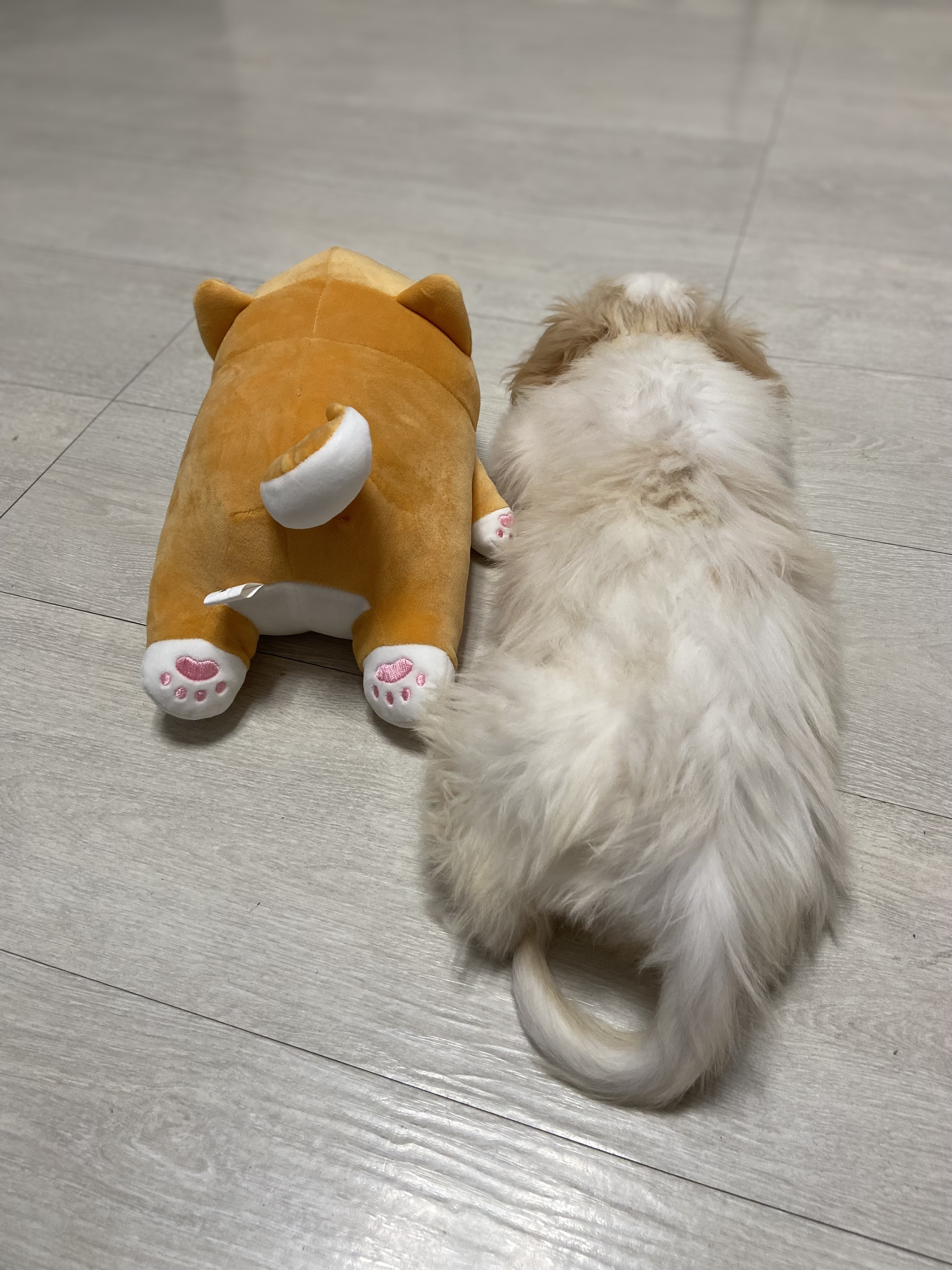 강빛이에서 트리로 