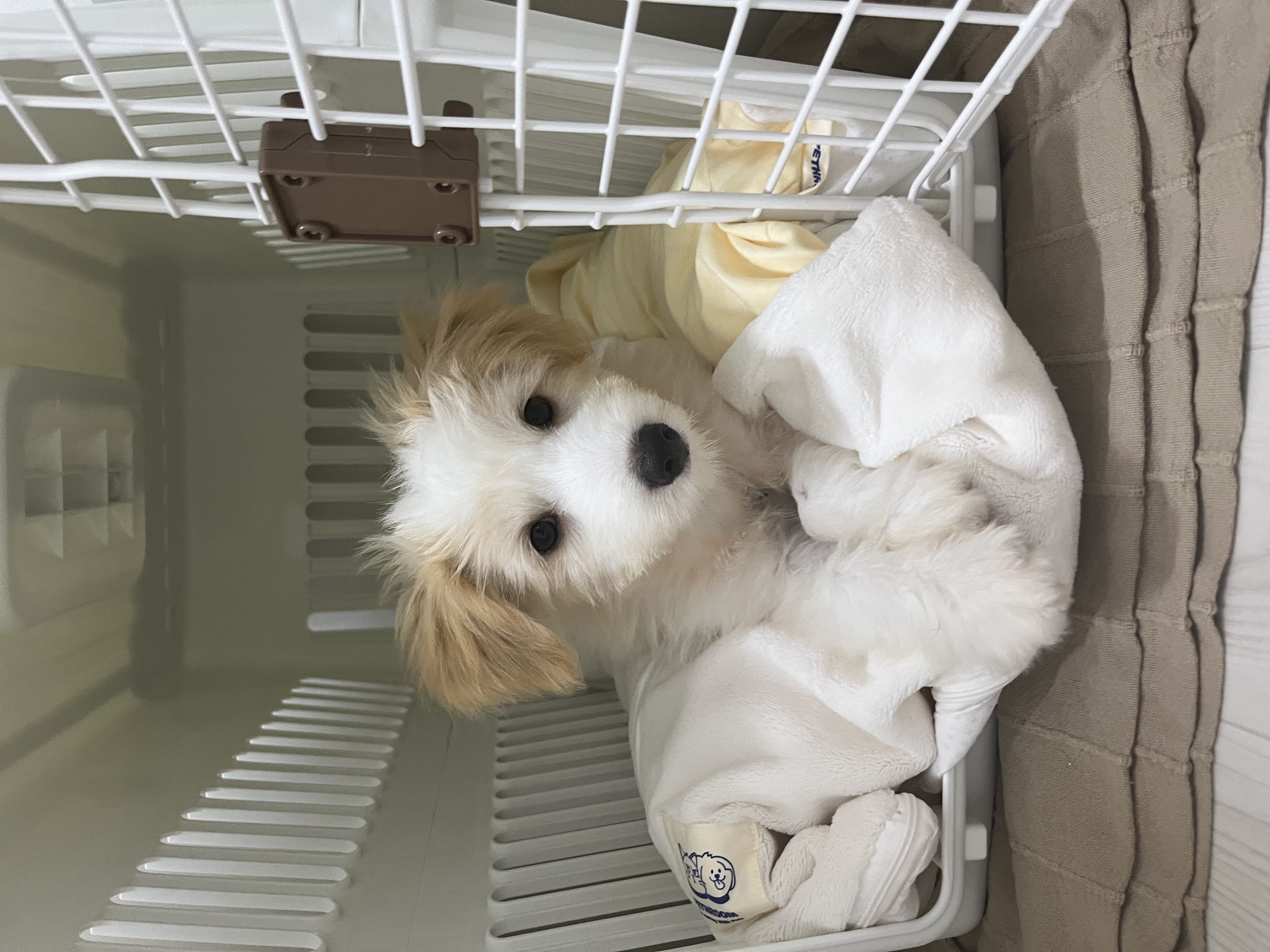 강빛이에서 트리로 