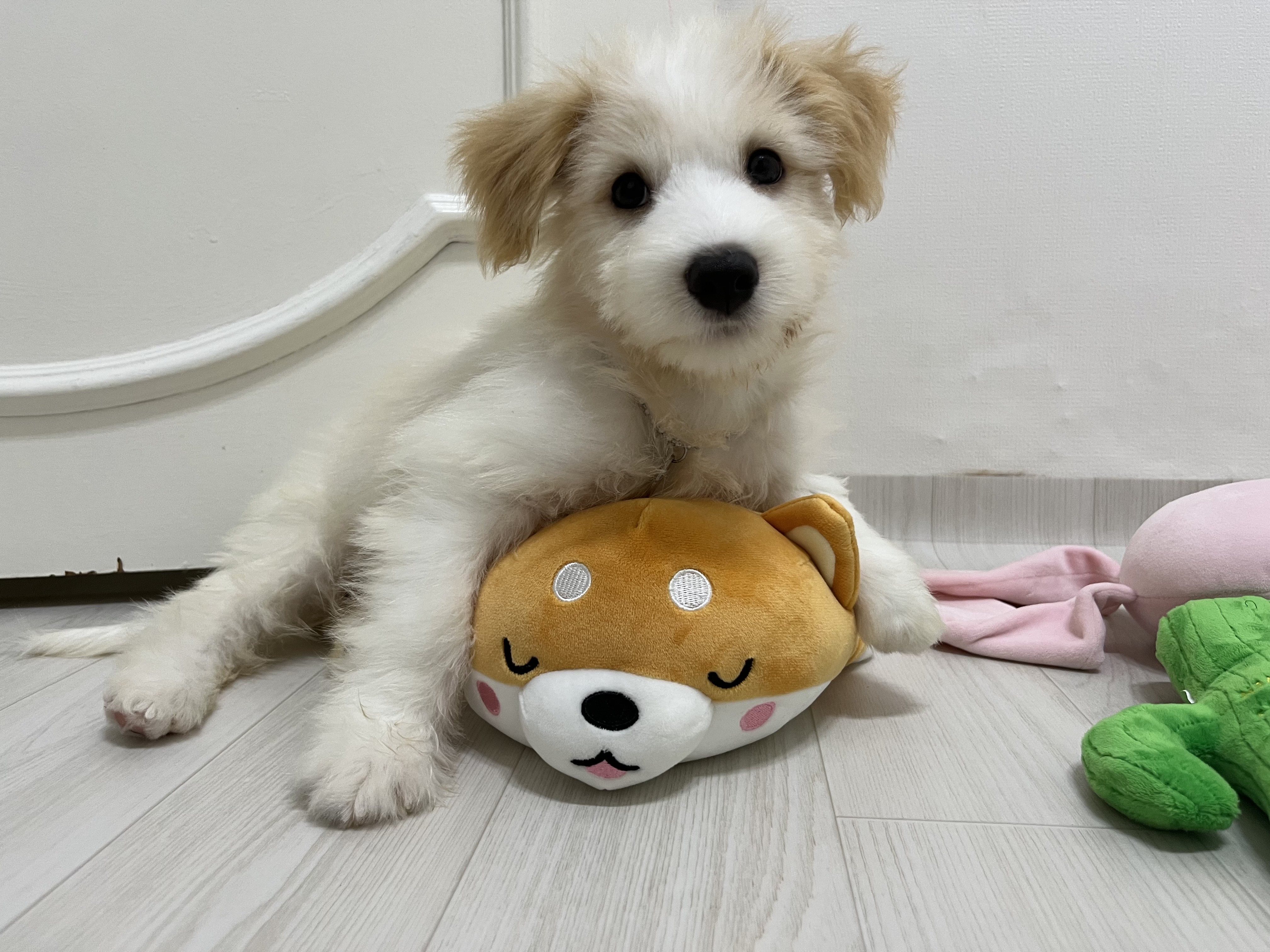 강빛이에서 트리로 