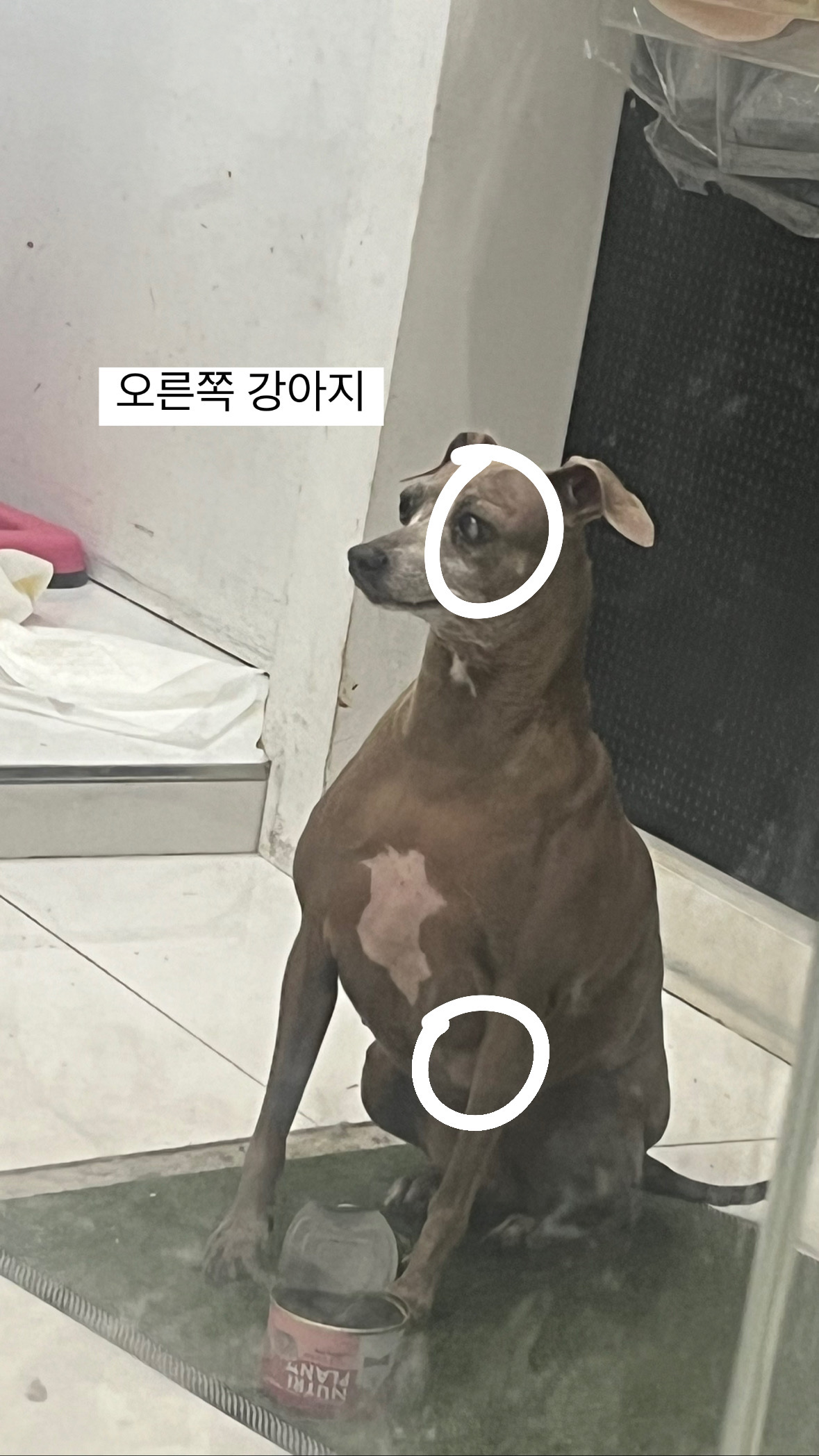가게에 있은 강아지들이 상태가 너무 안 좋습니다 도와주세요 저 강아지들 살 날이 얼마 안 남은 것 같습니다