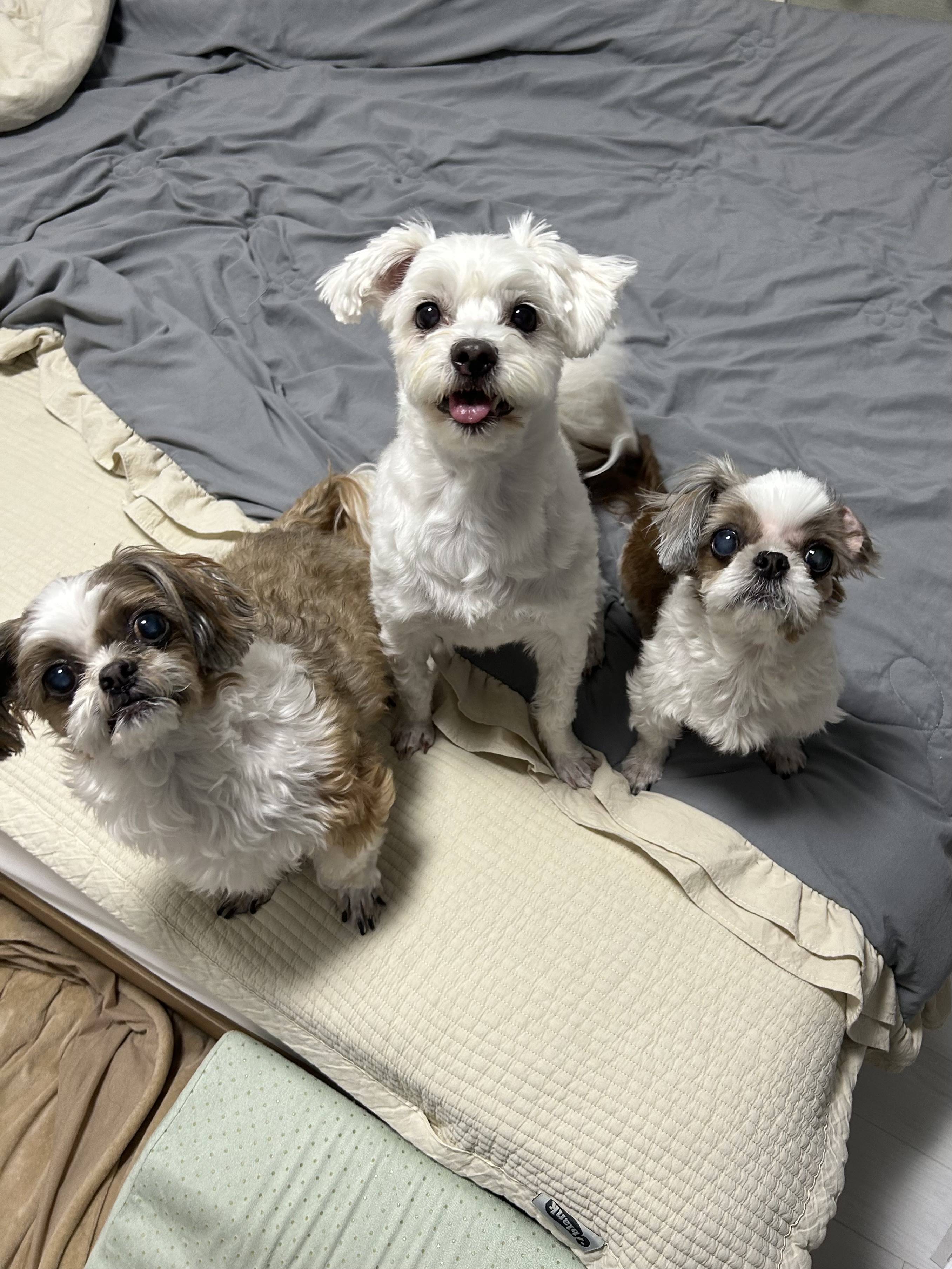 오름(미도) 입양 1주년🫶