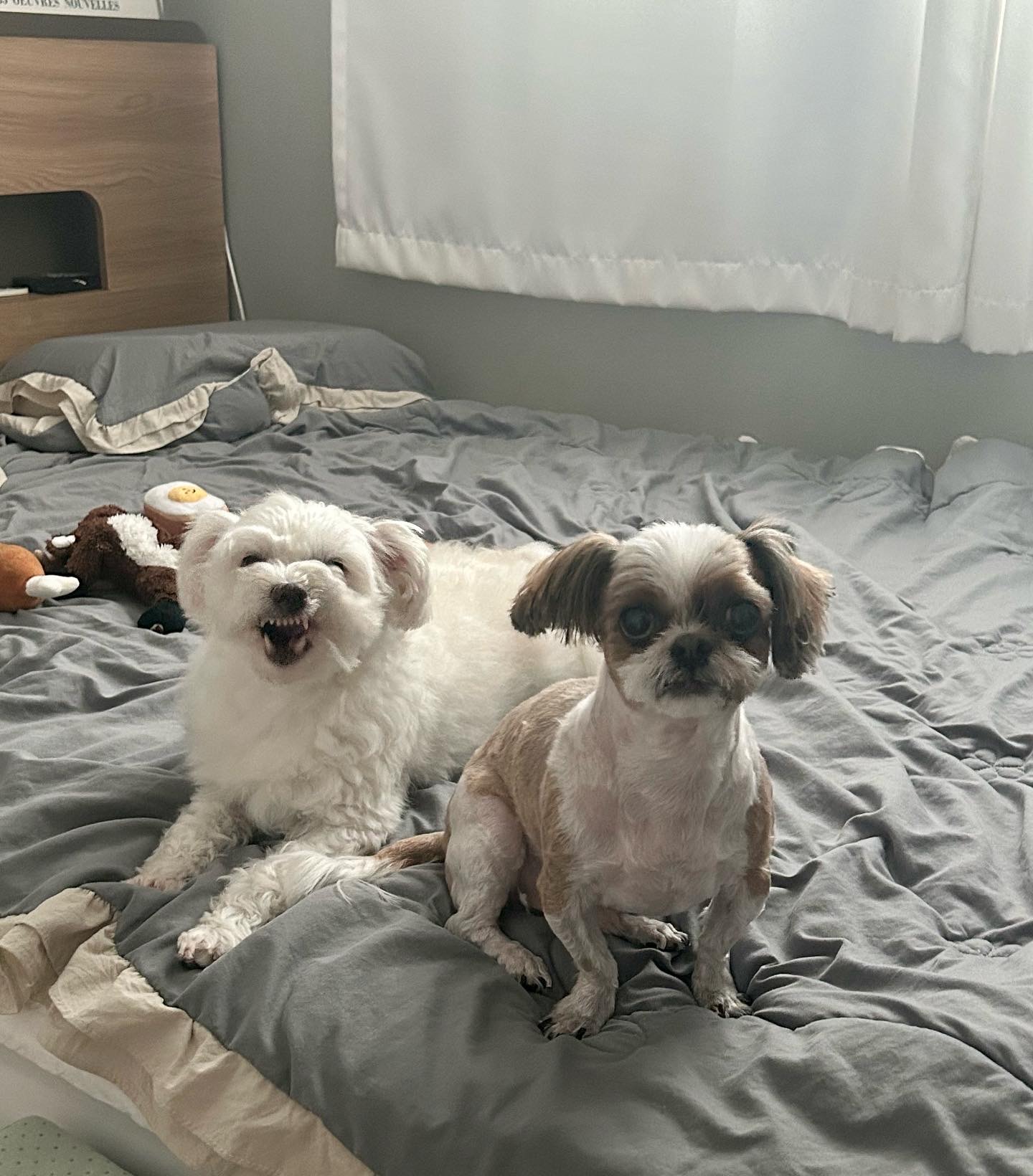 오름(미도) 입양 1주년🫶