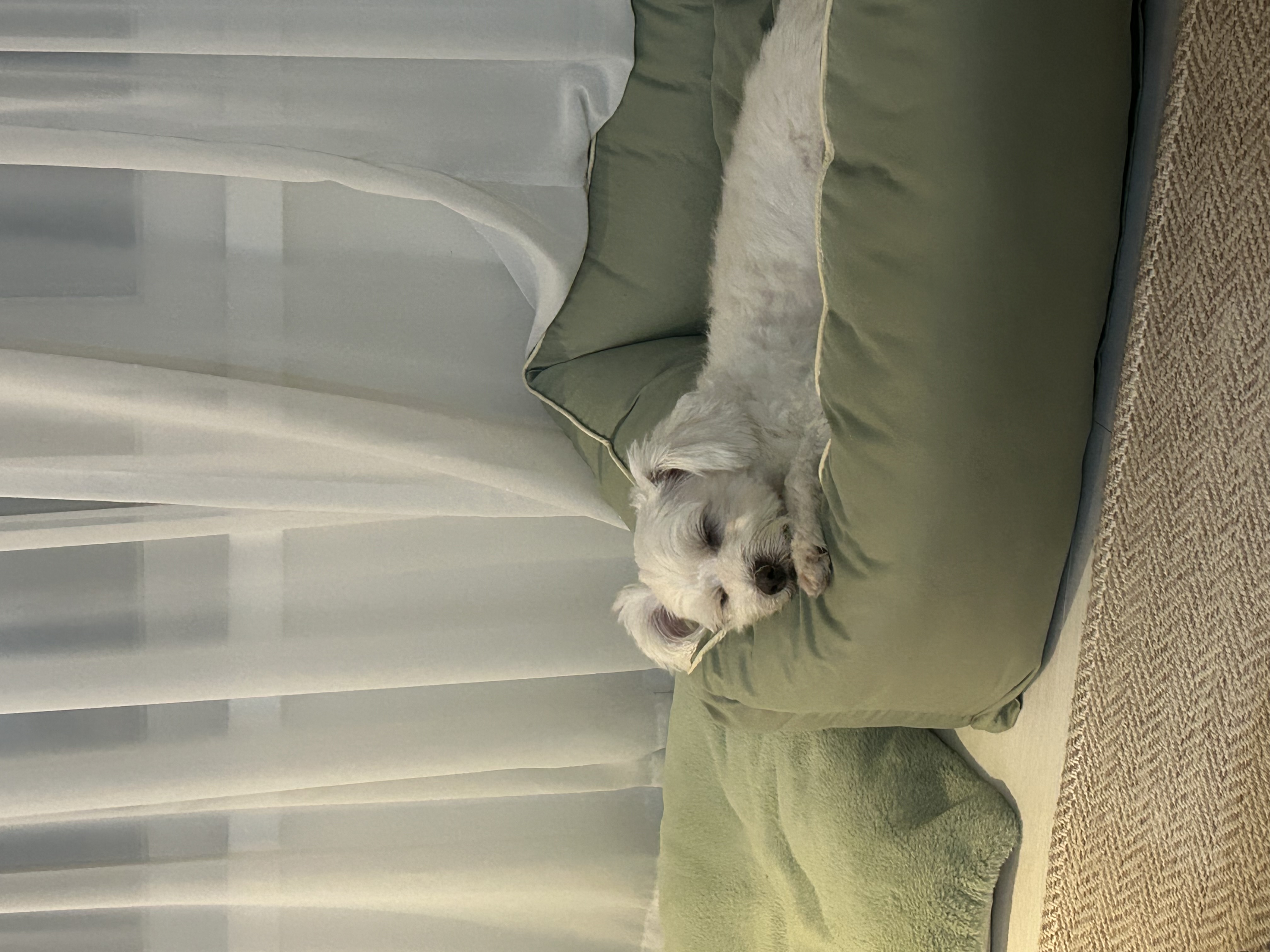 오름(미도) 입양 1주년🫶