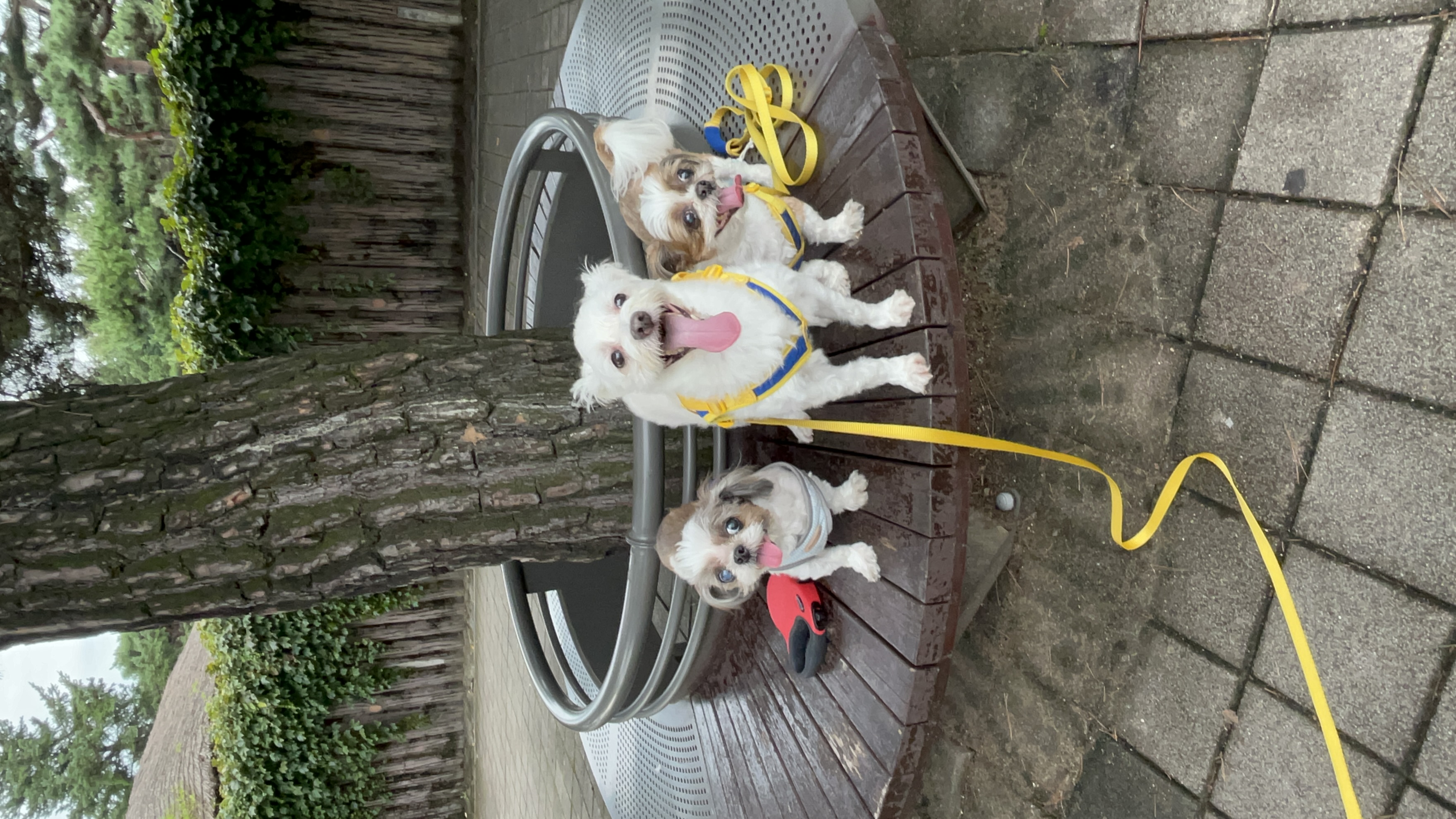 오름(미도) 입양 1주년🫶