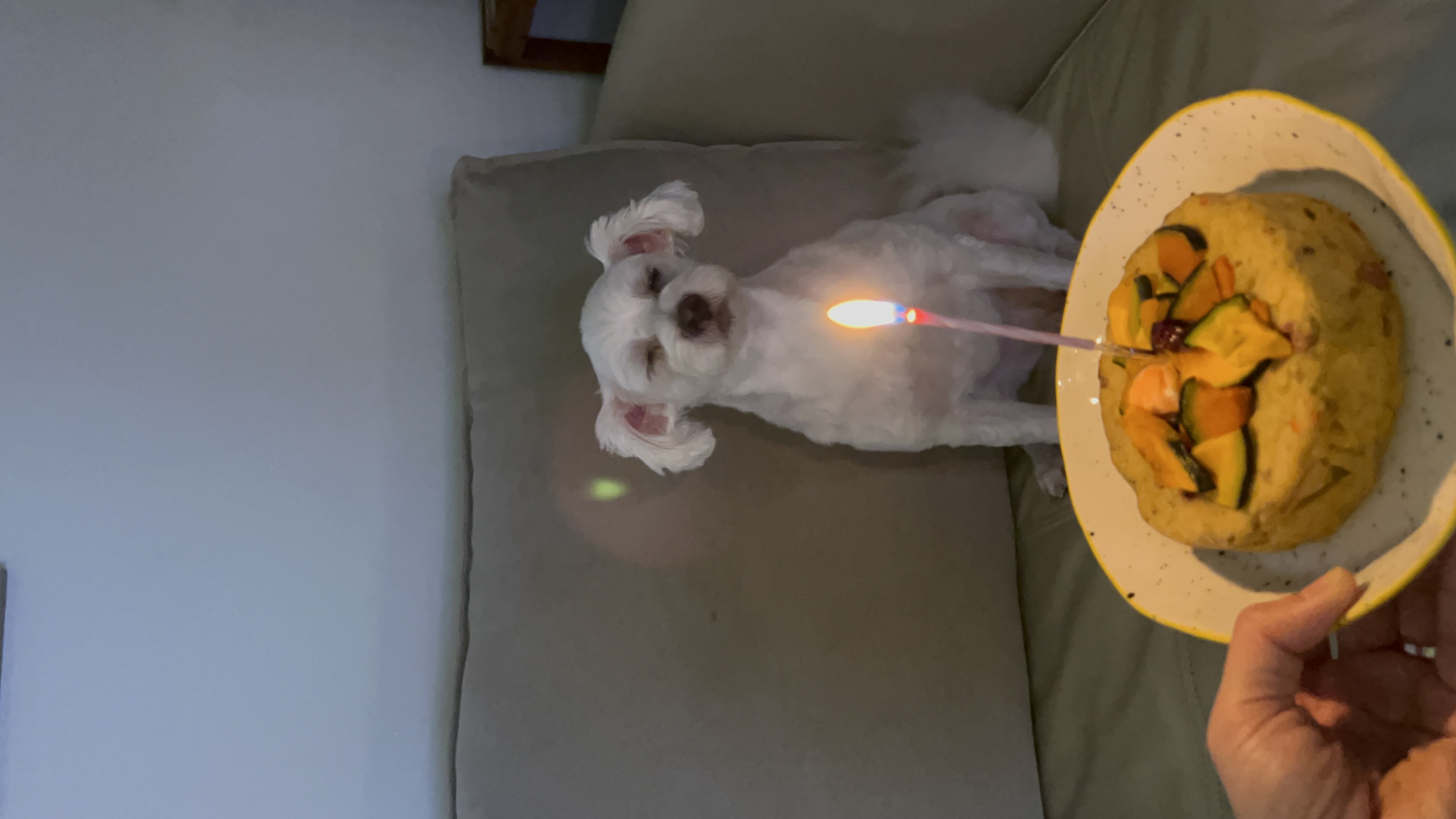 오름(미도) 입양 1주년🫶