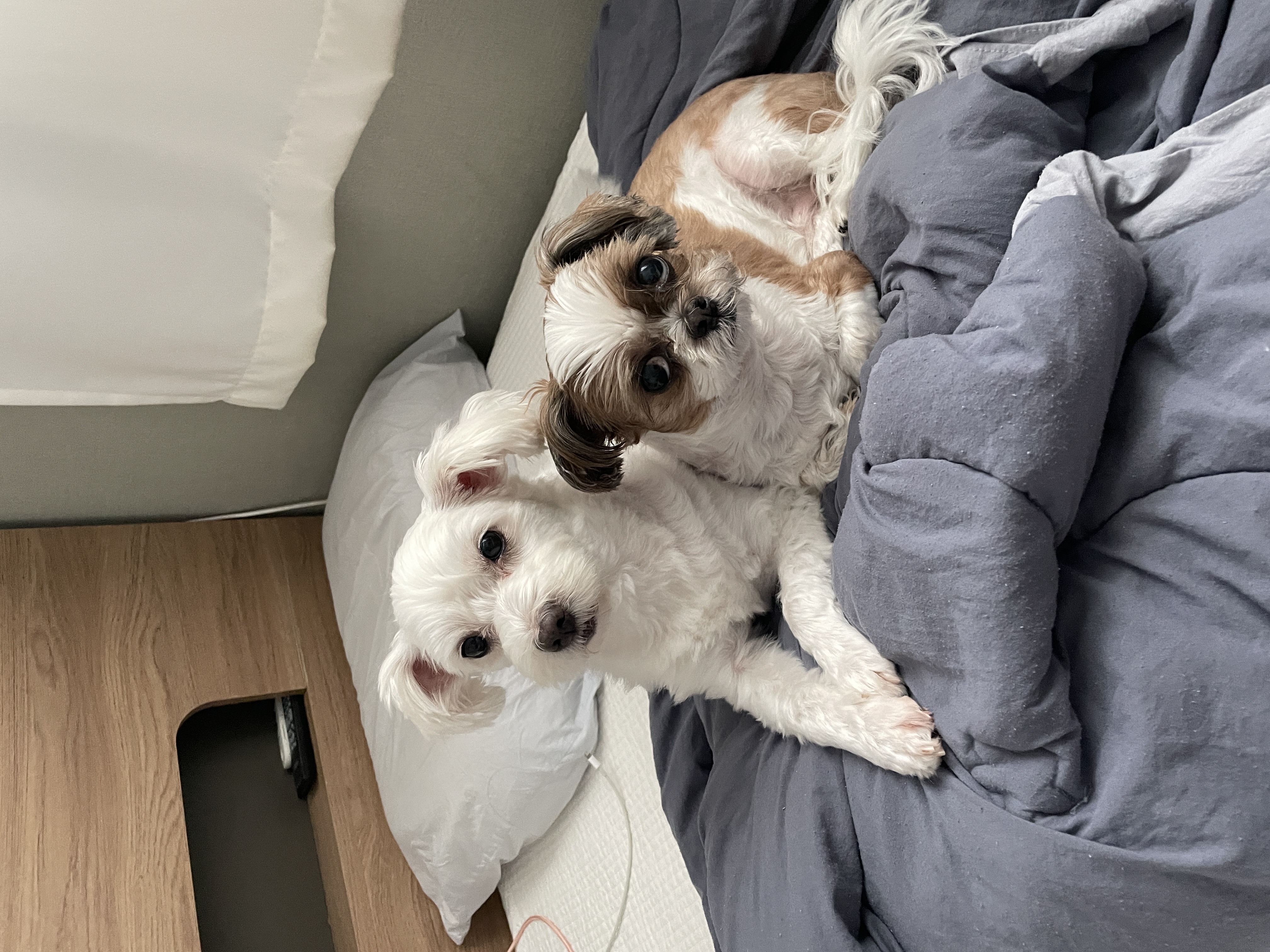 오름(미도) 입양 1주년🫶