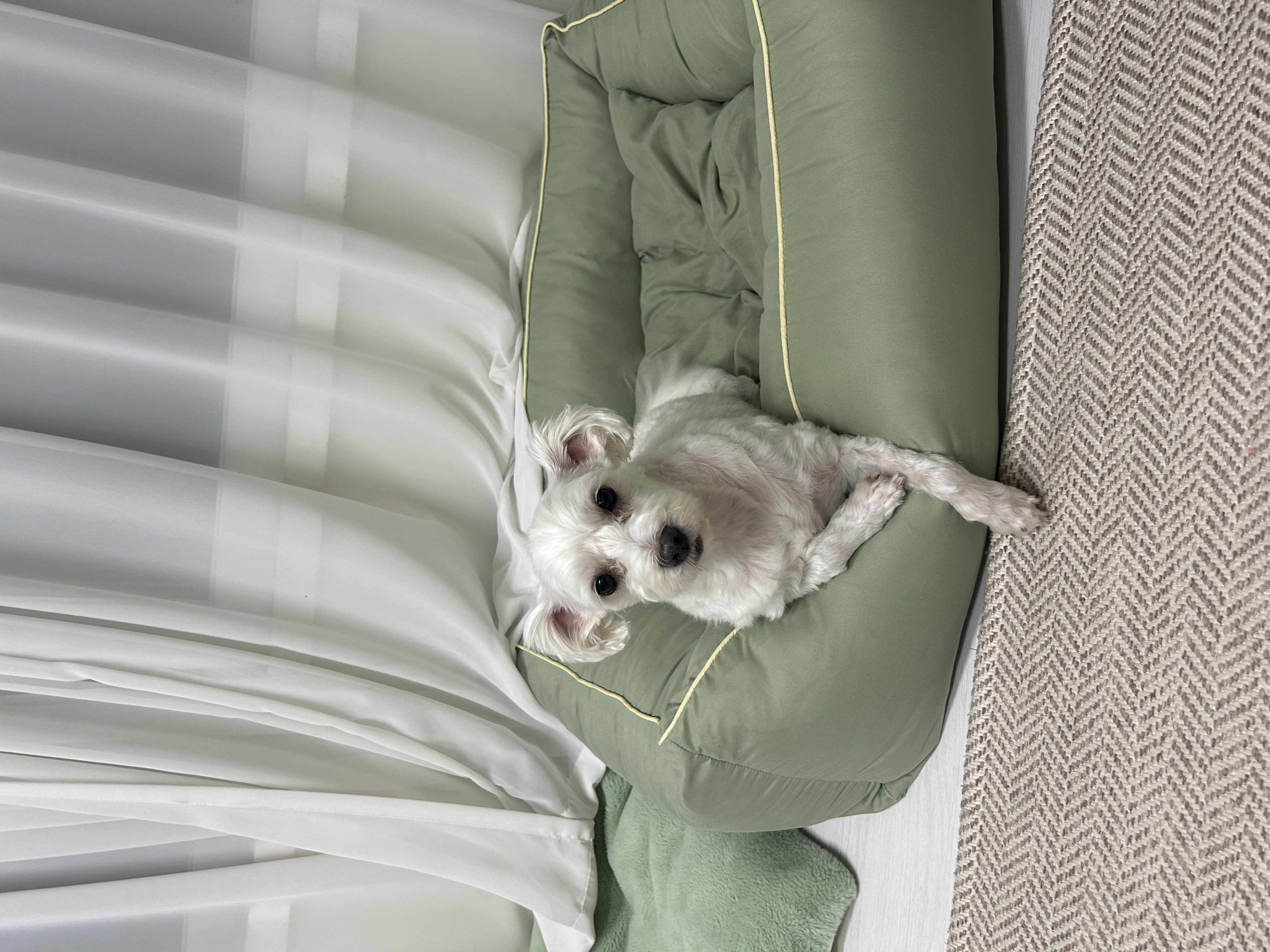 오름(미도) 입양 1주년🫶