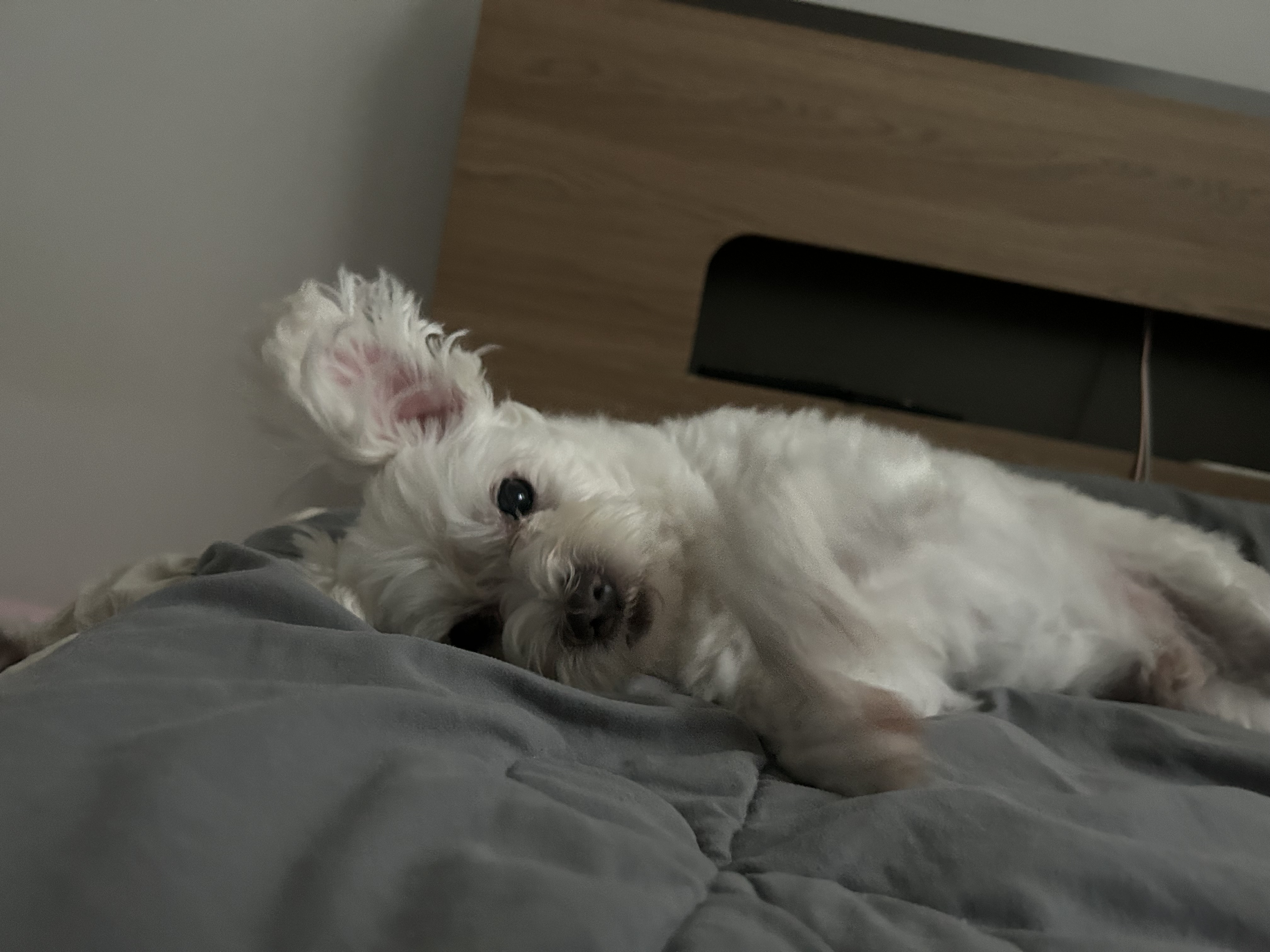 오름(미도) 입양 1주년🫶