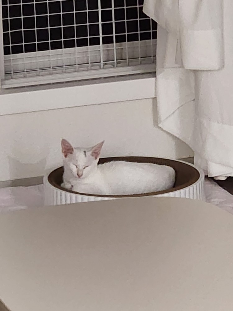 공주 입양 일주일 후기