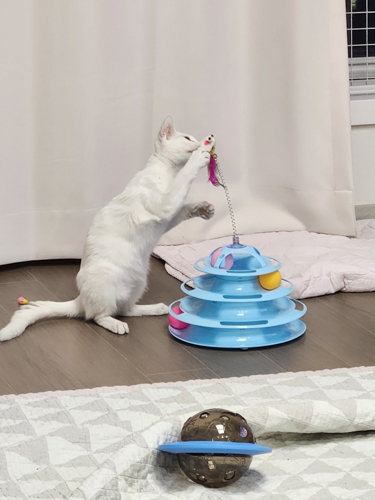 공주 입양 일주일 후기