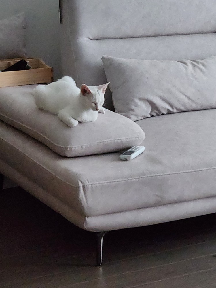 공주 입양 일주일 후기