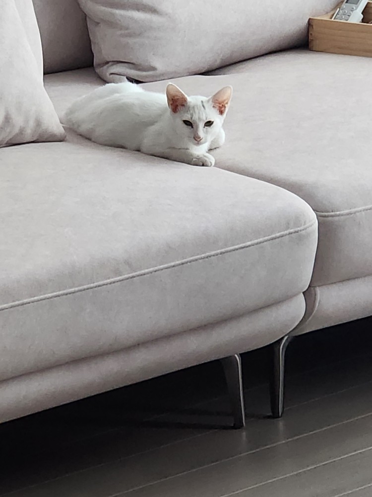 공주 입양 일주일 후기