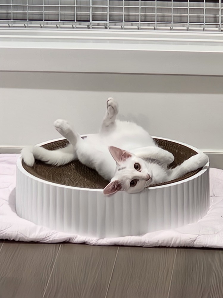 공주 입양 일주일 후기