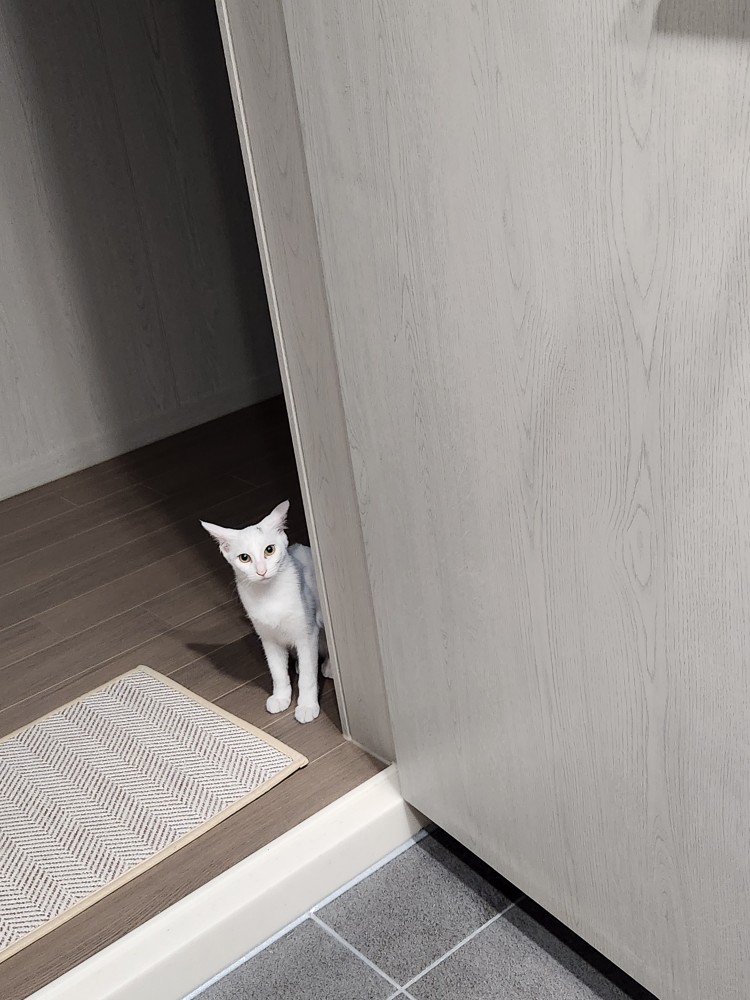 공주 입양 일주일 후기