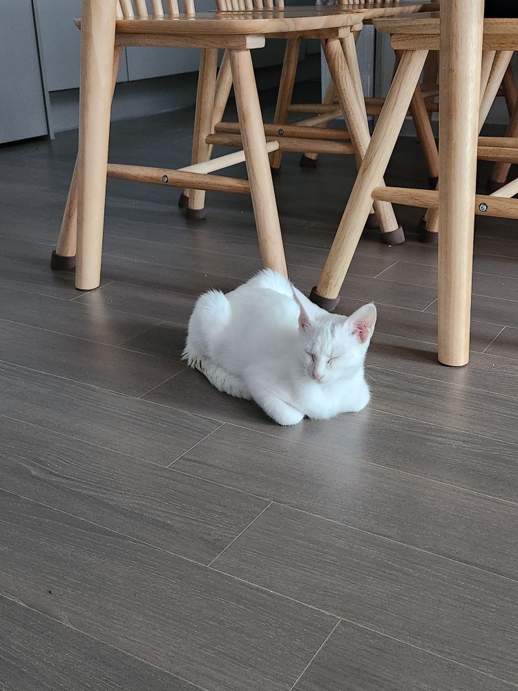 공주 입양 일주일 후기