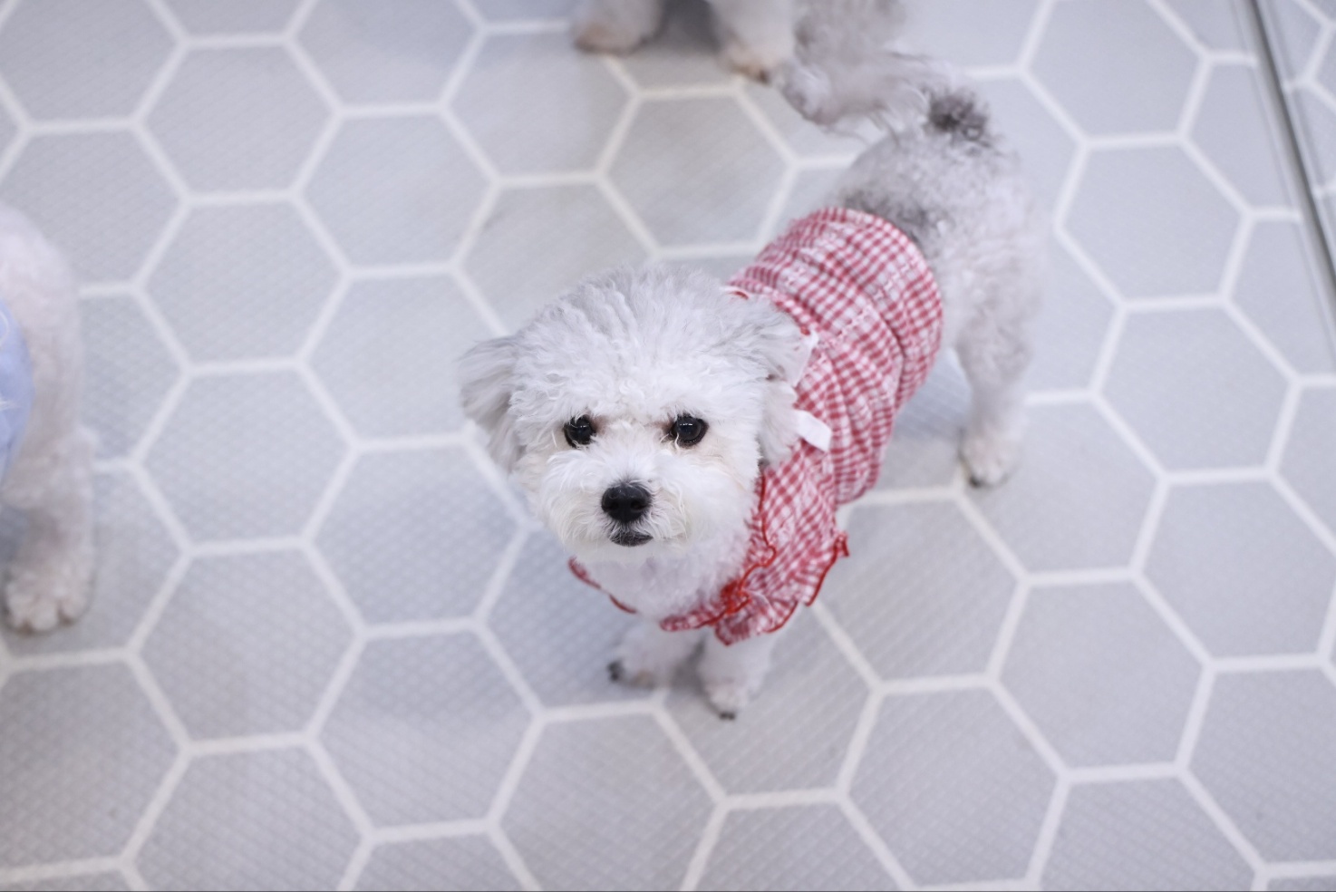 [임보] 🧡달록이🧡의  4개월