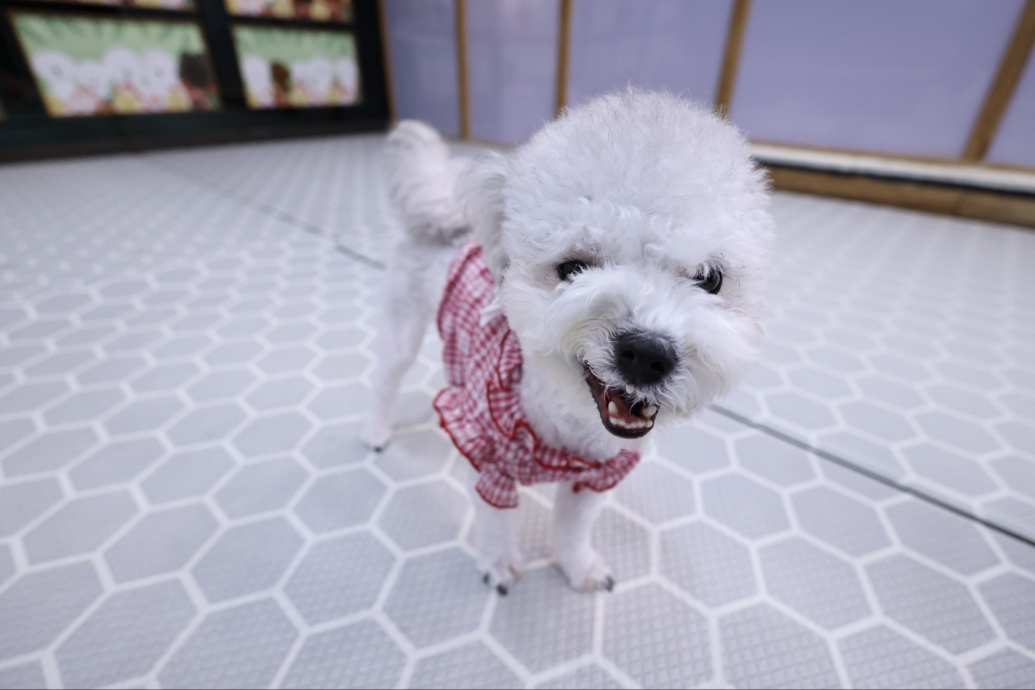 [임보] 🧡달록이🧡의  4개월