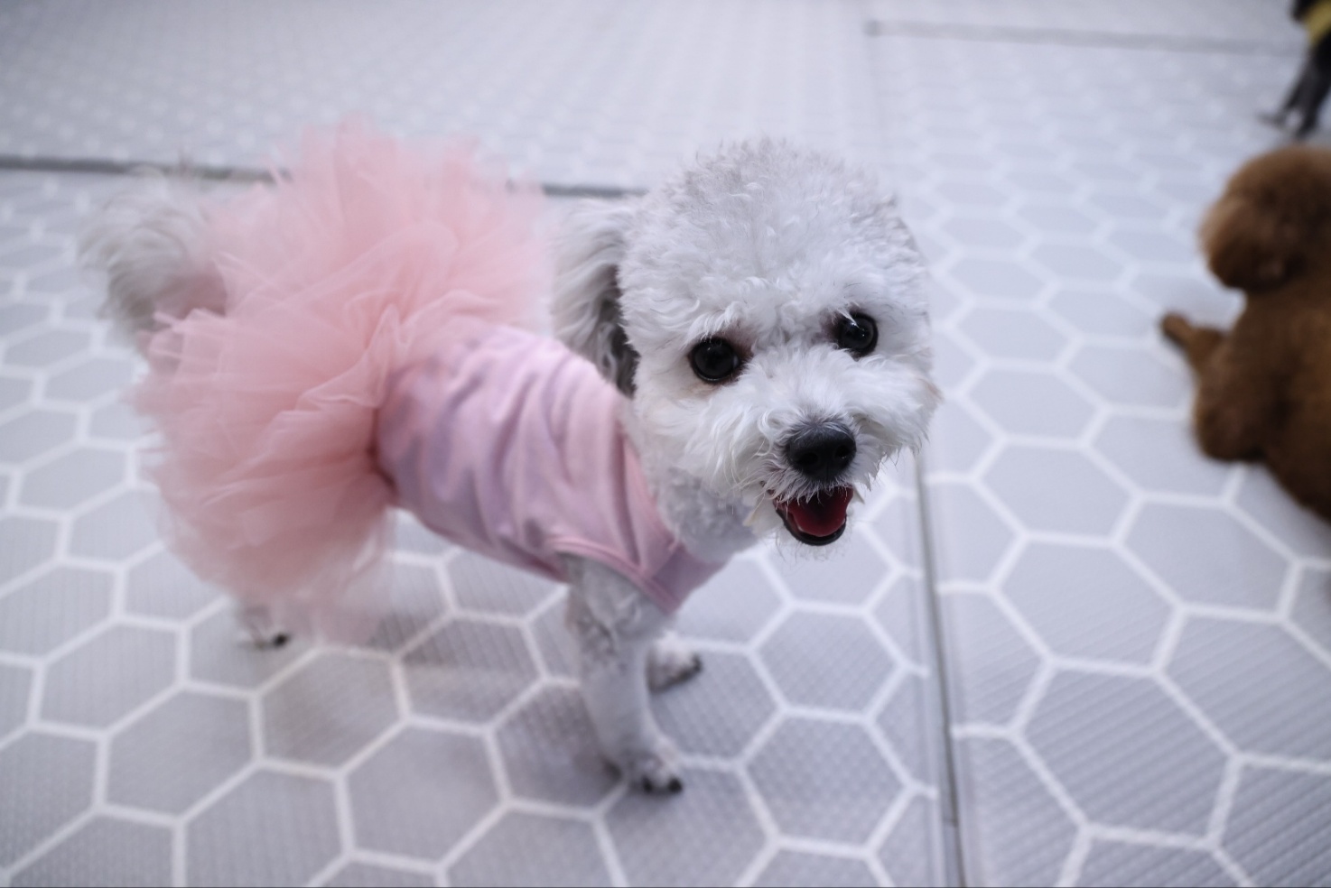 [임보] 🧡달록이🧡의  4개월