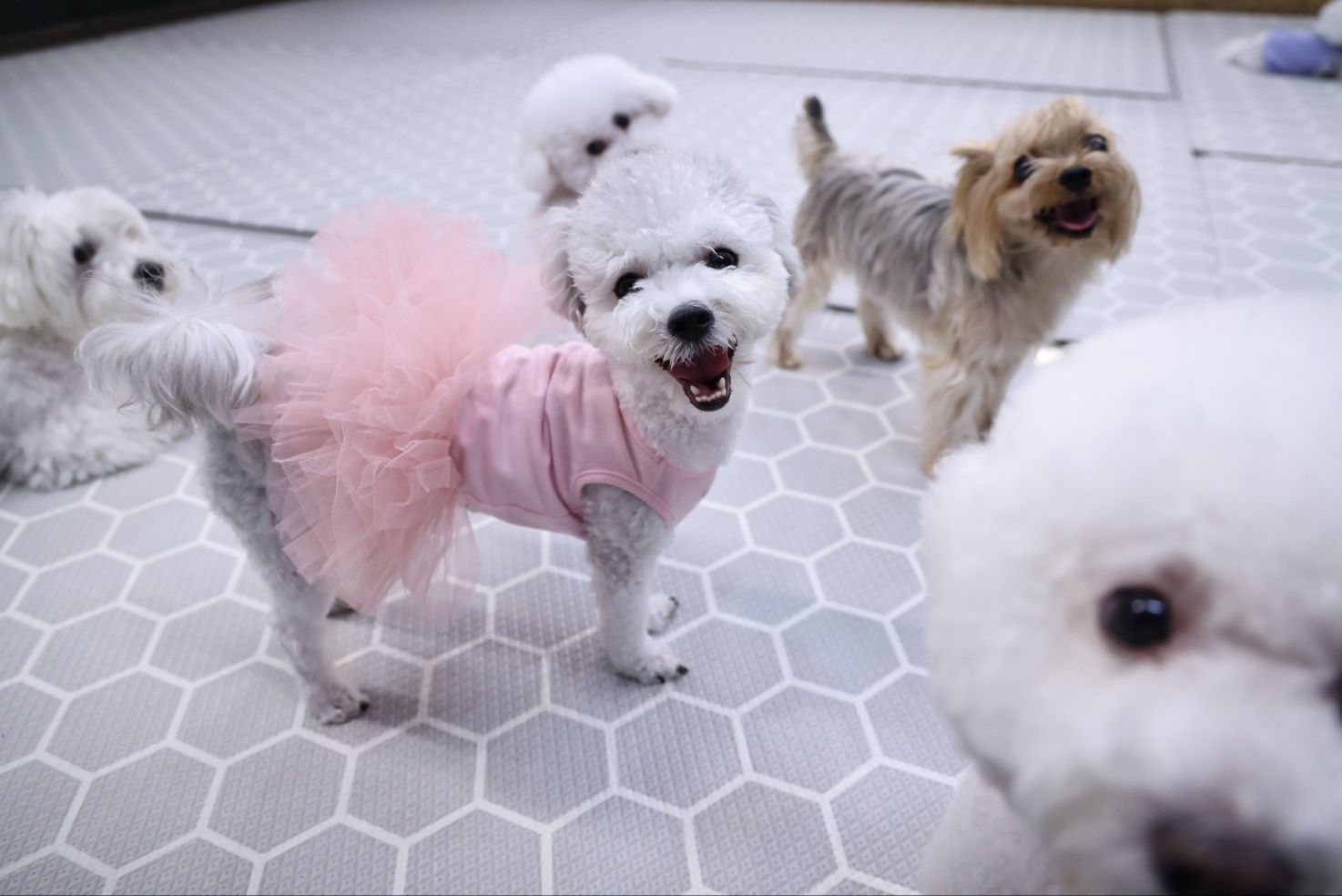 [임보] 🧡달록이🧡의  4개월