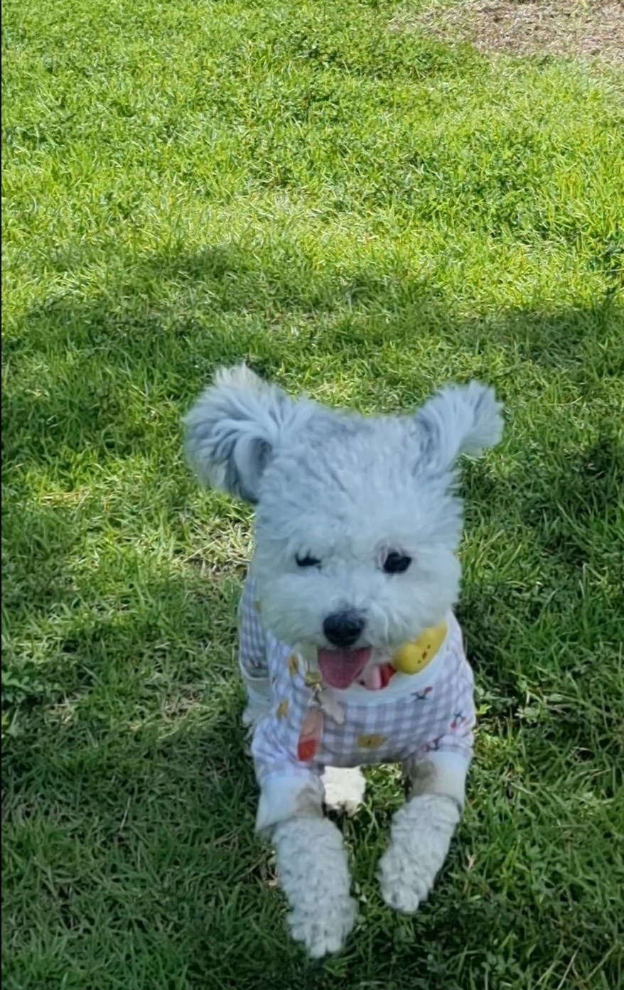 [임보] 🧡달록이🧡의  4개월