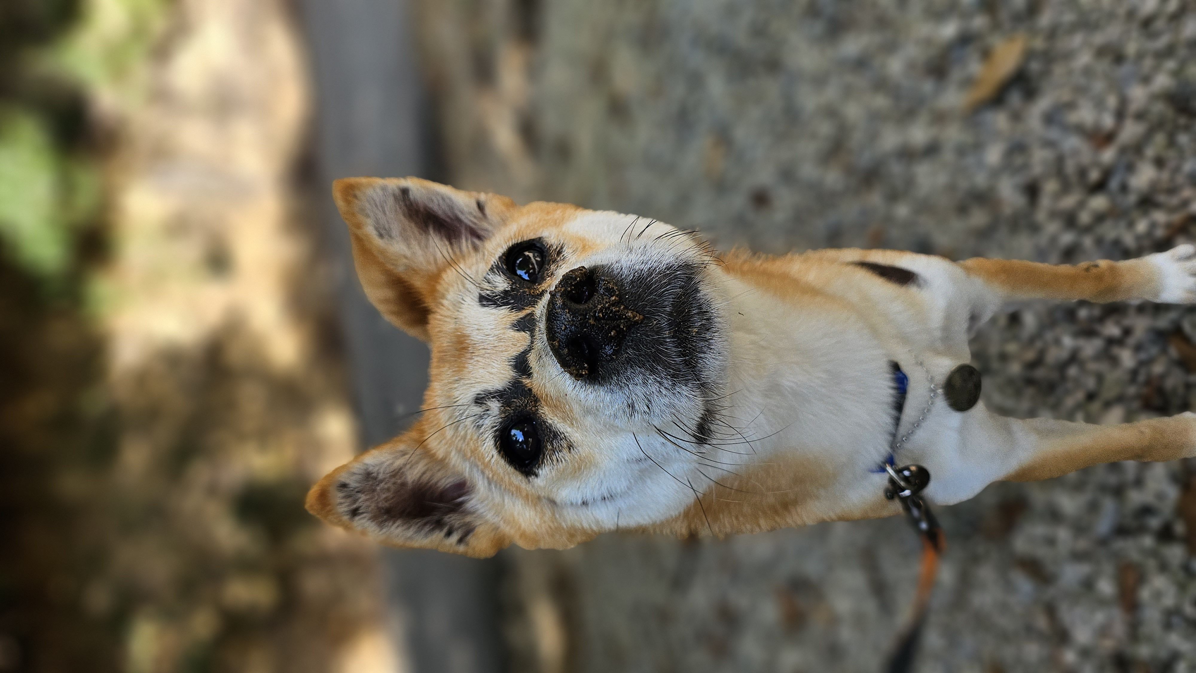이솔이 임보 한 달 차 보고!