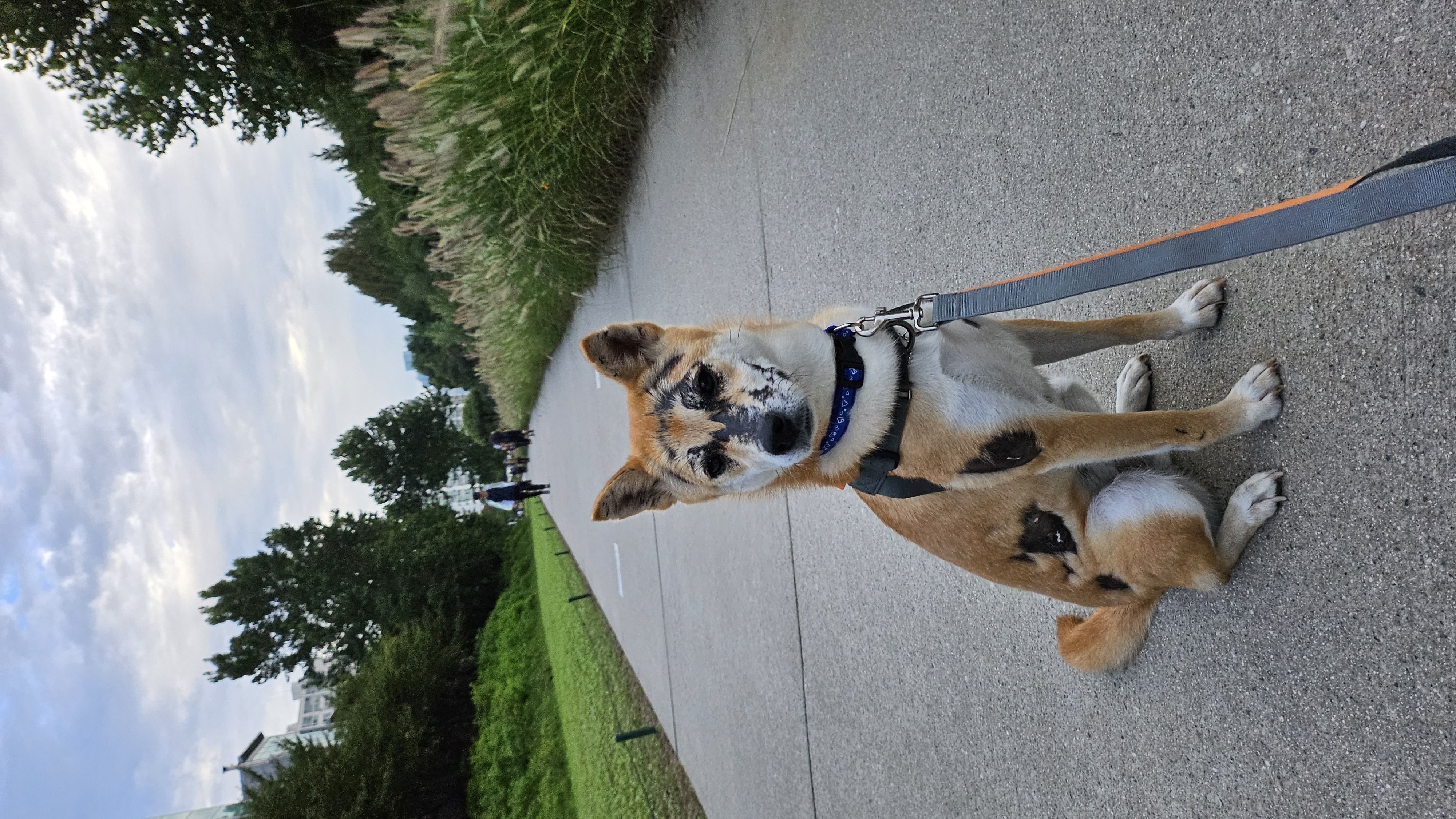 이솔이 임보 한 달 차 보고!